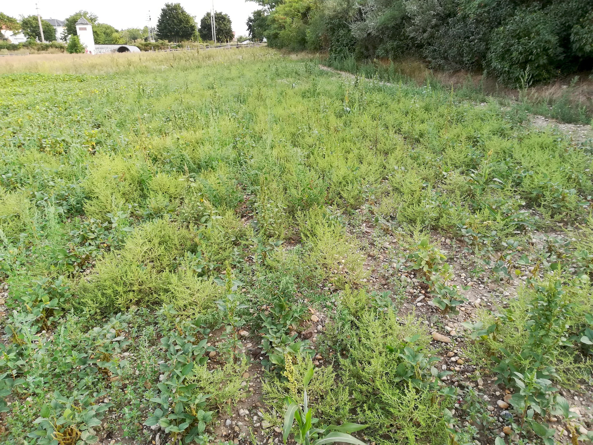 amaranthus albus massenbestand regelsbrunn_20190830_073528.jpg