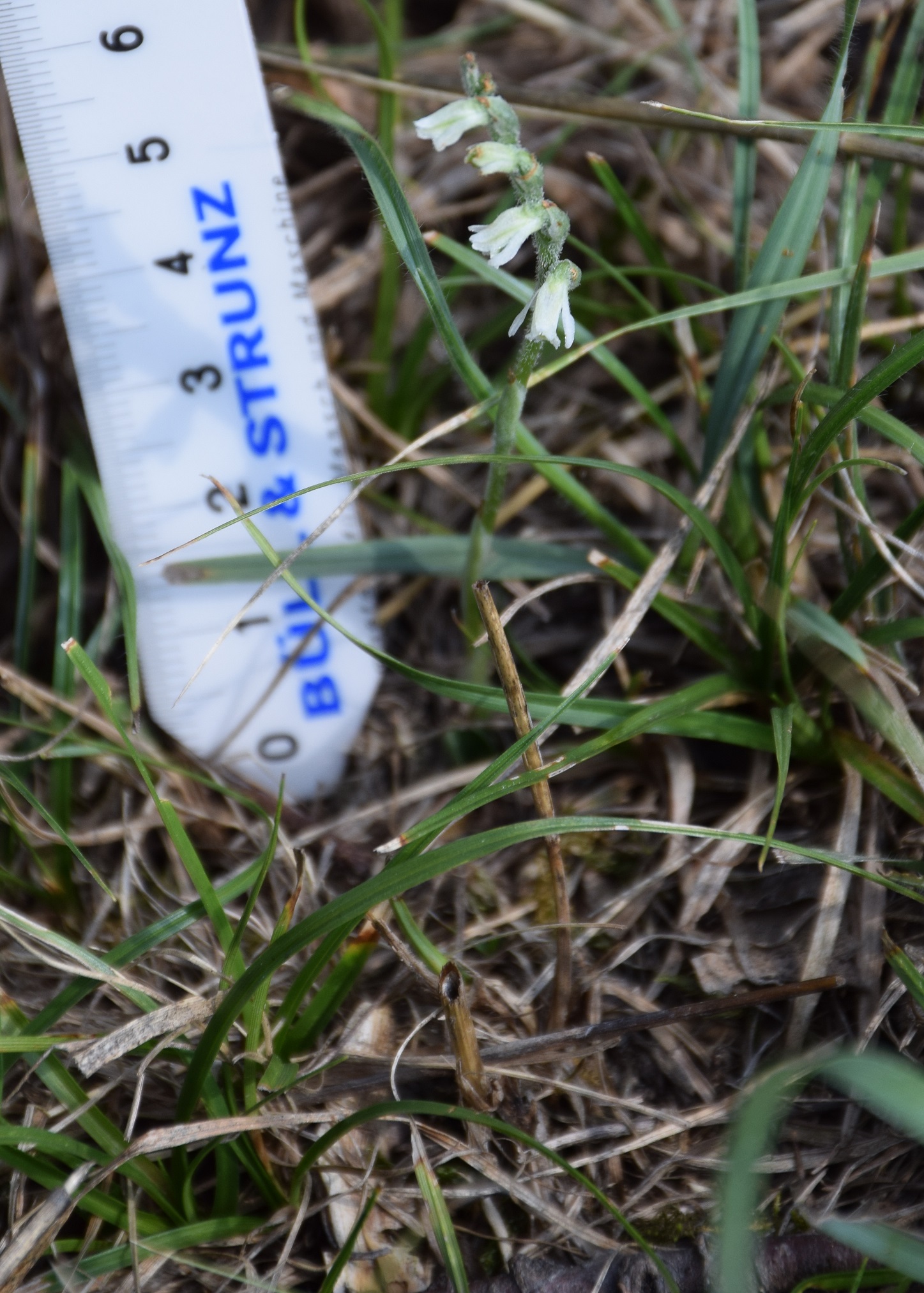 Sittendorf-05092019-(34) - Spiranthes spiralis - Herbst-Wendelähre.JPG