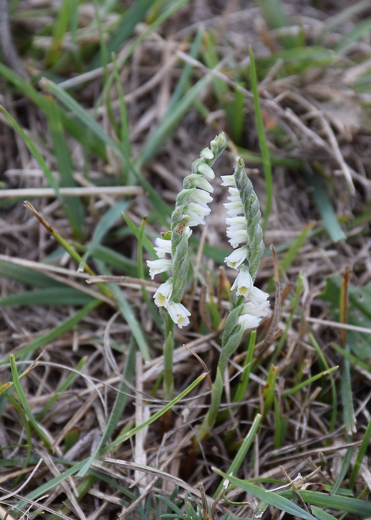 Sittendorf-05092019-(51) - Spiranthes spiralis - Herbst-Wendelähre.JPG