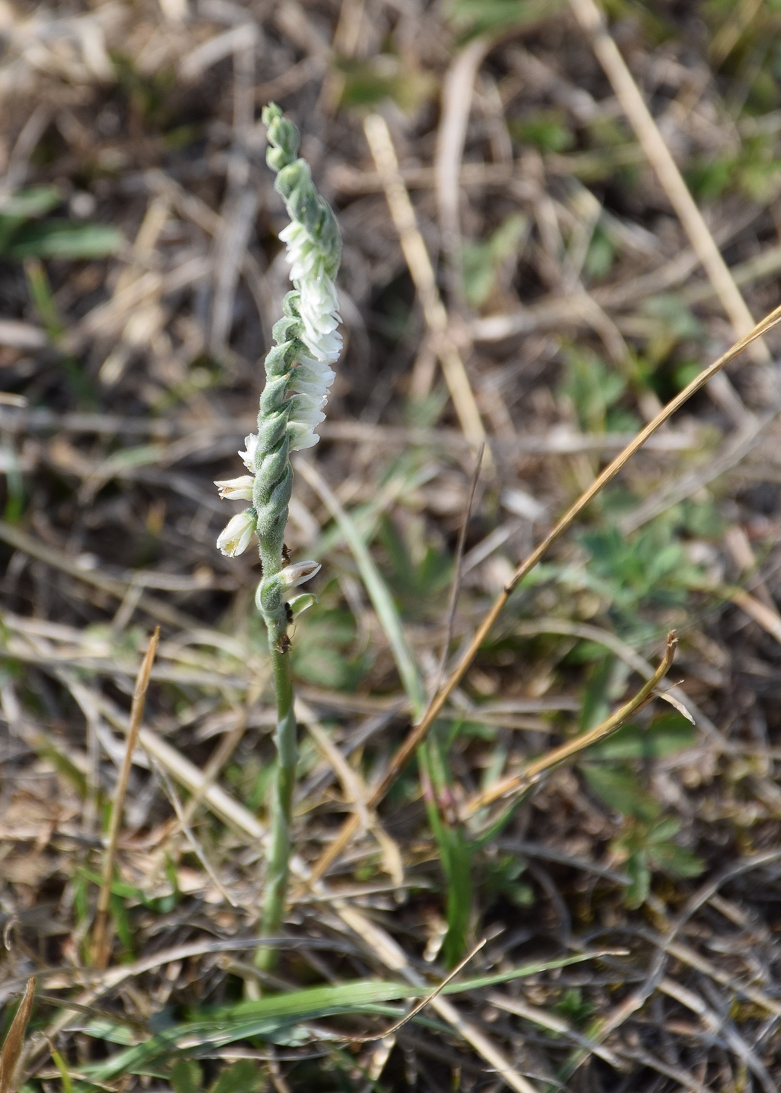 Sittendorf-05092019-(59) - Spiranthes spiralis - Herbst-Wendelähre.JPG