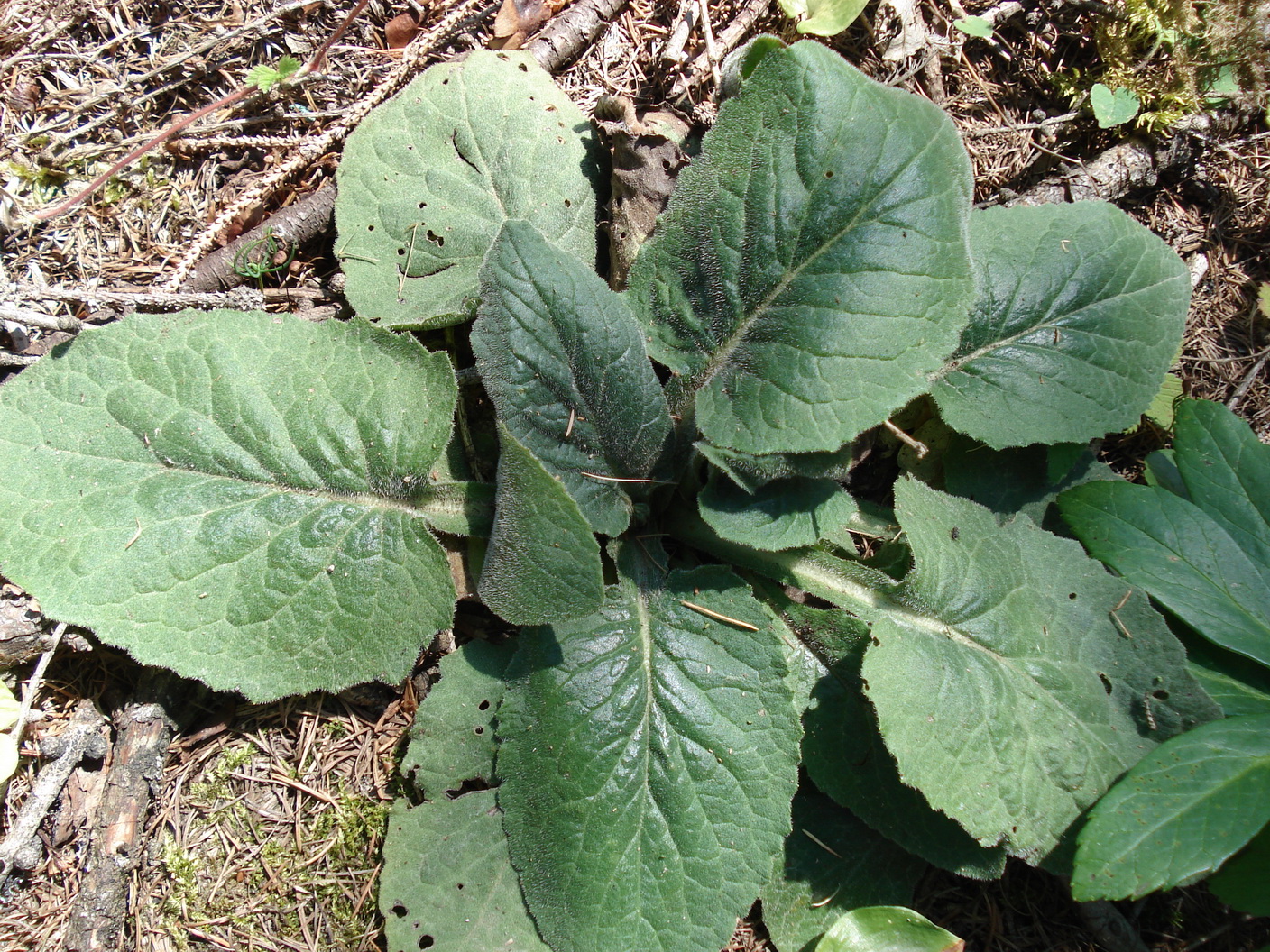 Doronicum  .St-Schiestlingalm.oberhalb.Graßnitz.JPG