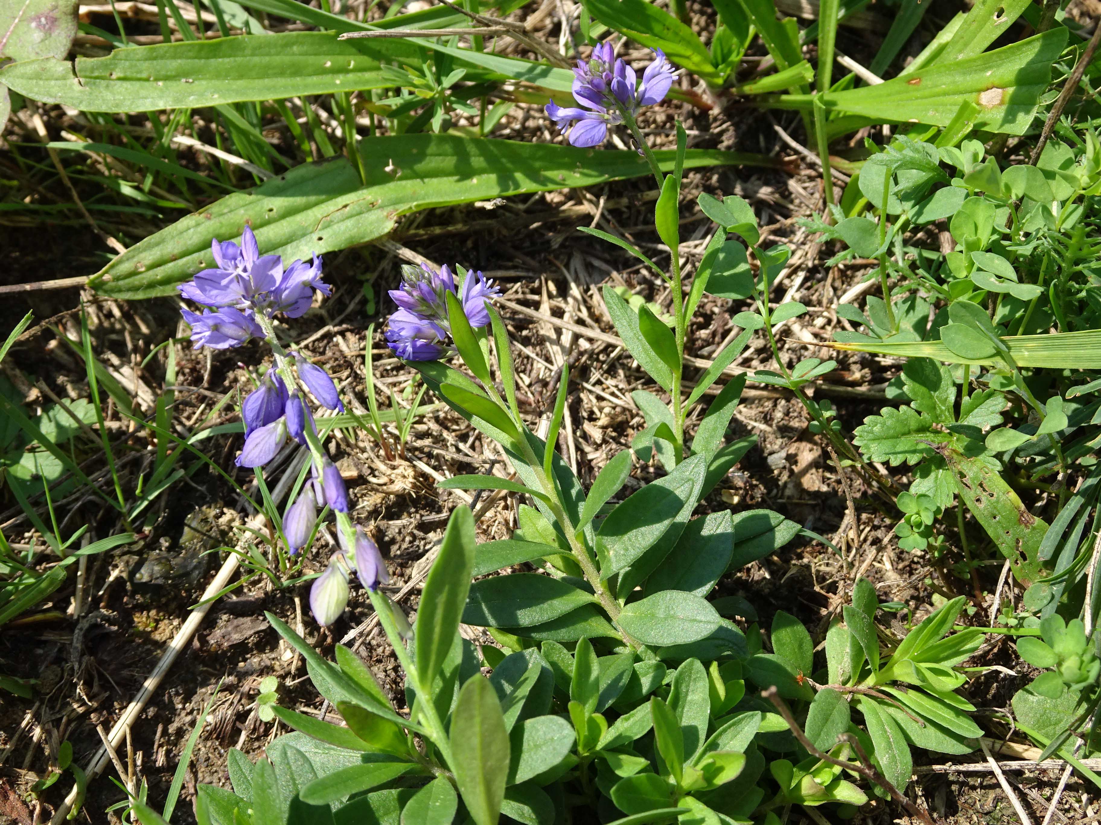 Polygala Herbstblüte 130919.jpg