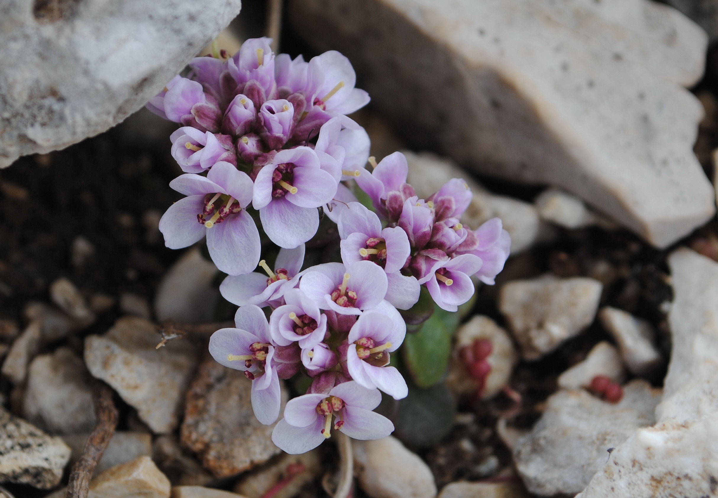 Noccaea.stylosa.Endemit.I-Abruzzen.Campo.Imper.5.6.17.MG.JPG