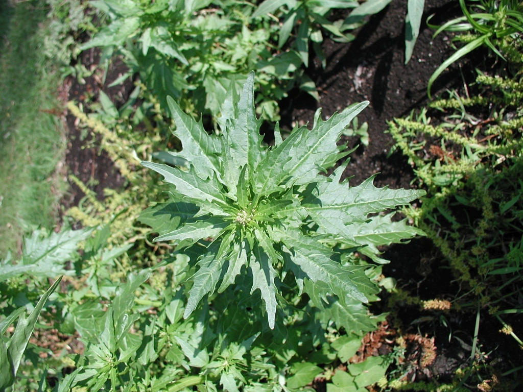 Chenopodium unbekannt aus Dänemark.jpg