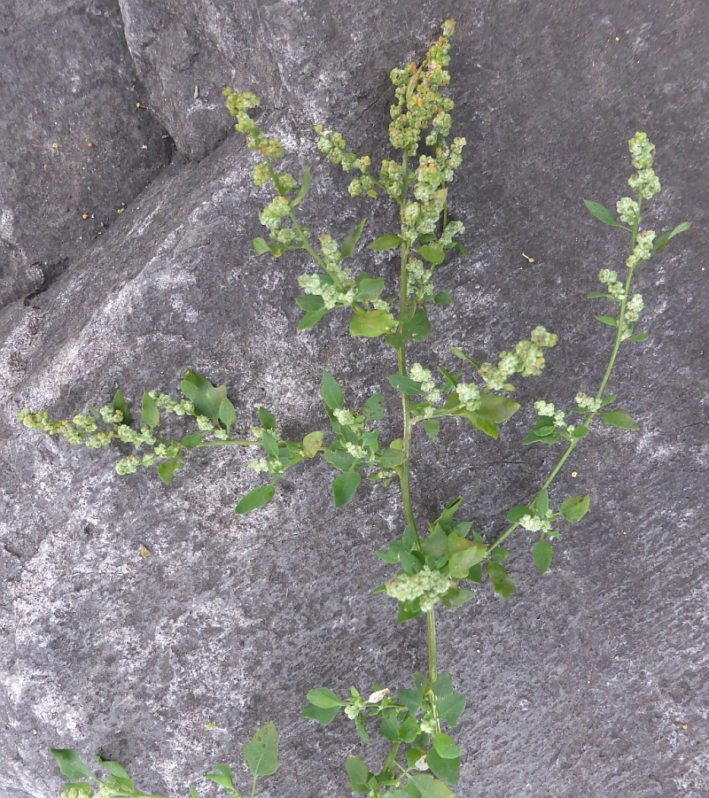 Chenopodium opulifolium.jpg