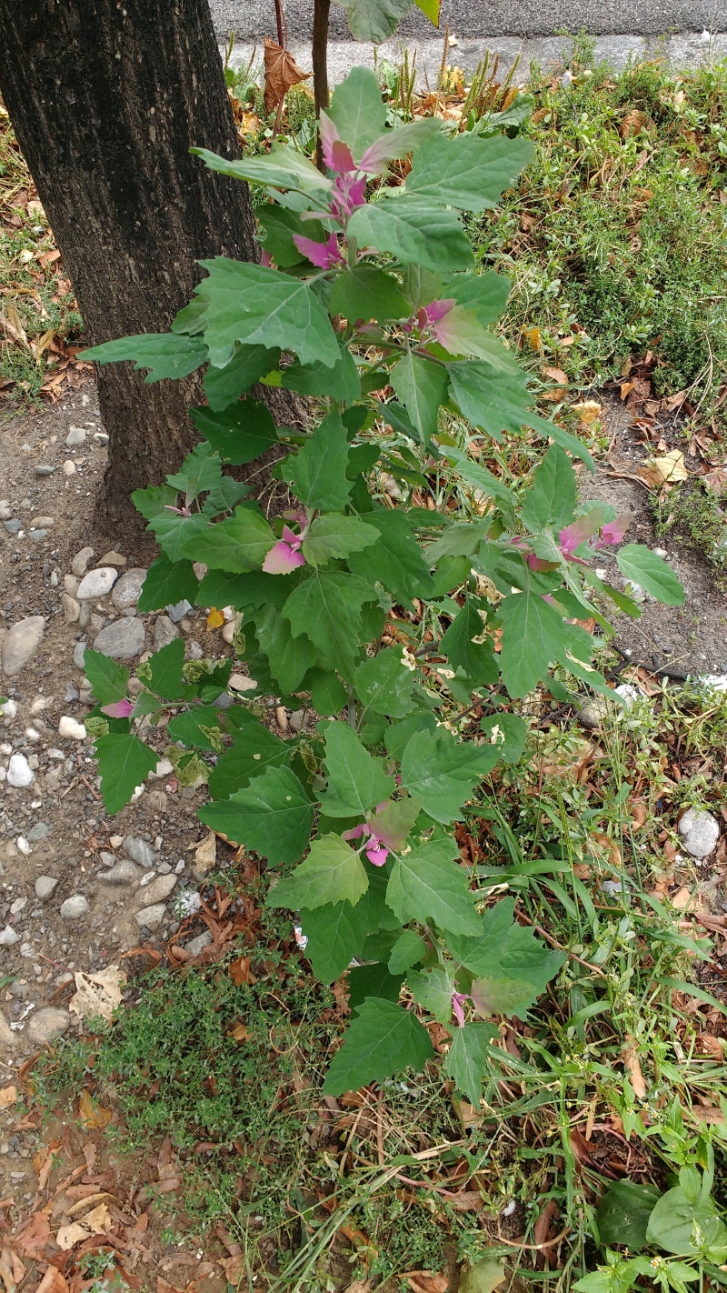 Chenopodium cf. giganteum.jpg