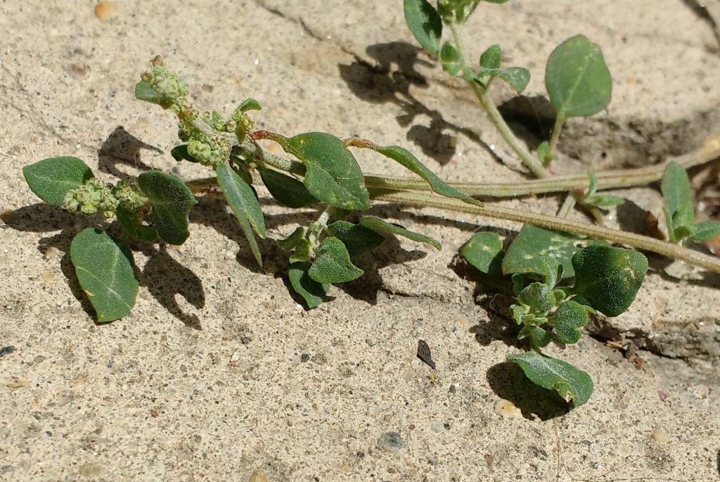 Chenopodium vulvaria.jpg