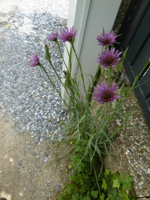 Tragopogon porrifolius ssp. sativus.jpg