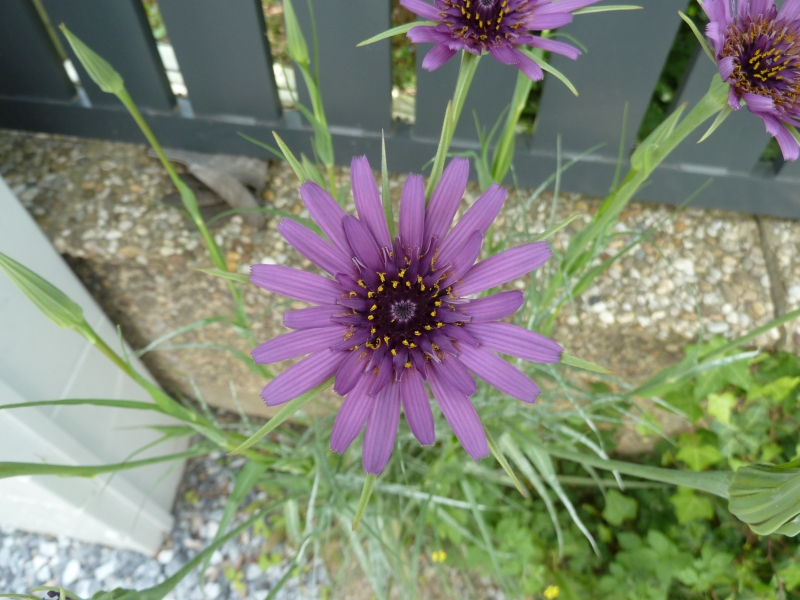 Tragopogon porrifolius ssp sativus1.jpg