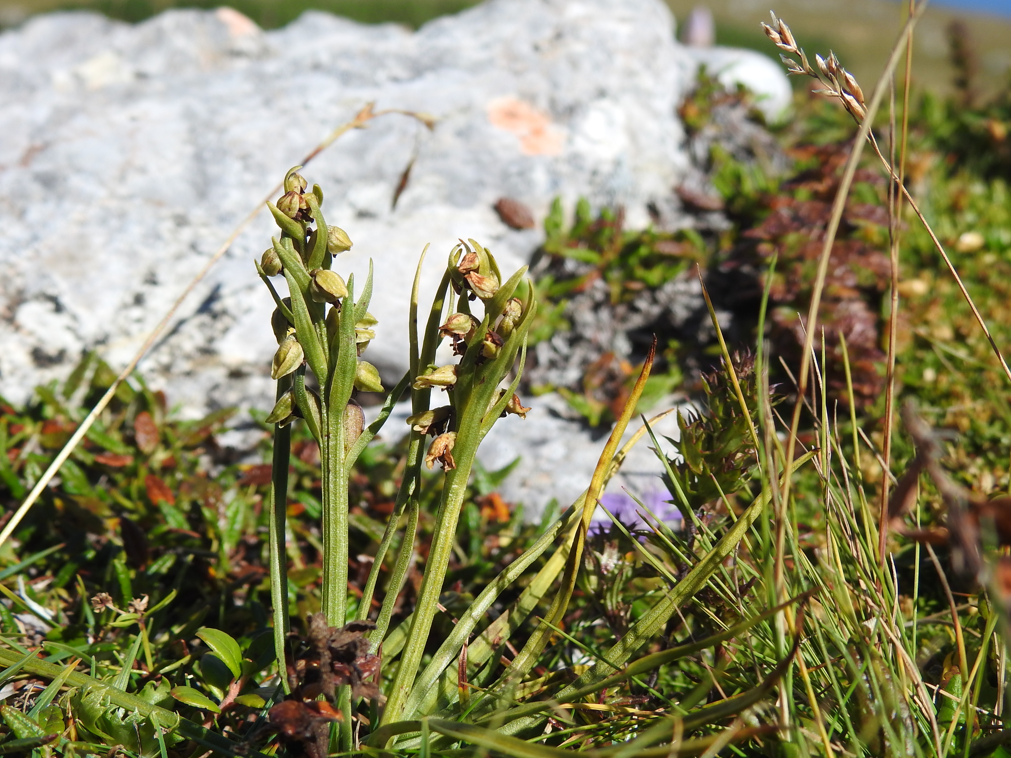 DSCN4475 Chamorchis alpina.JPG