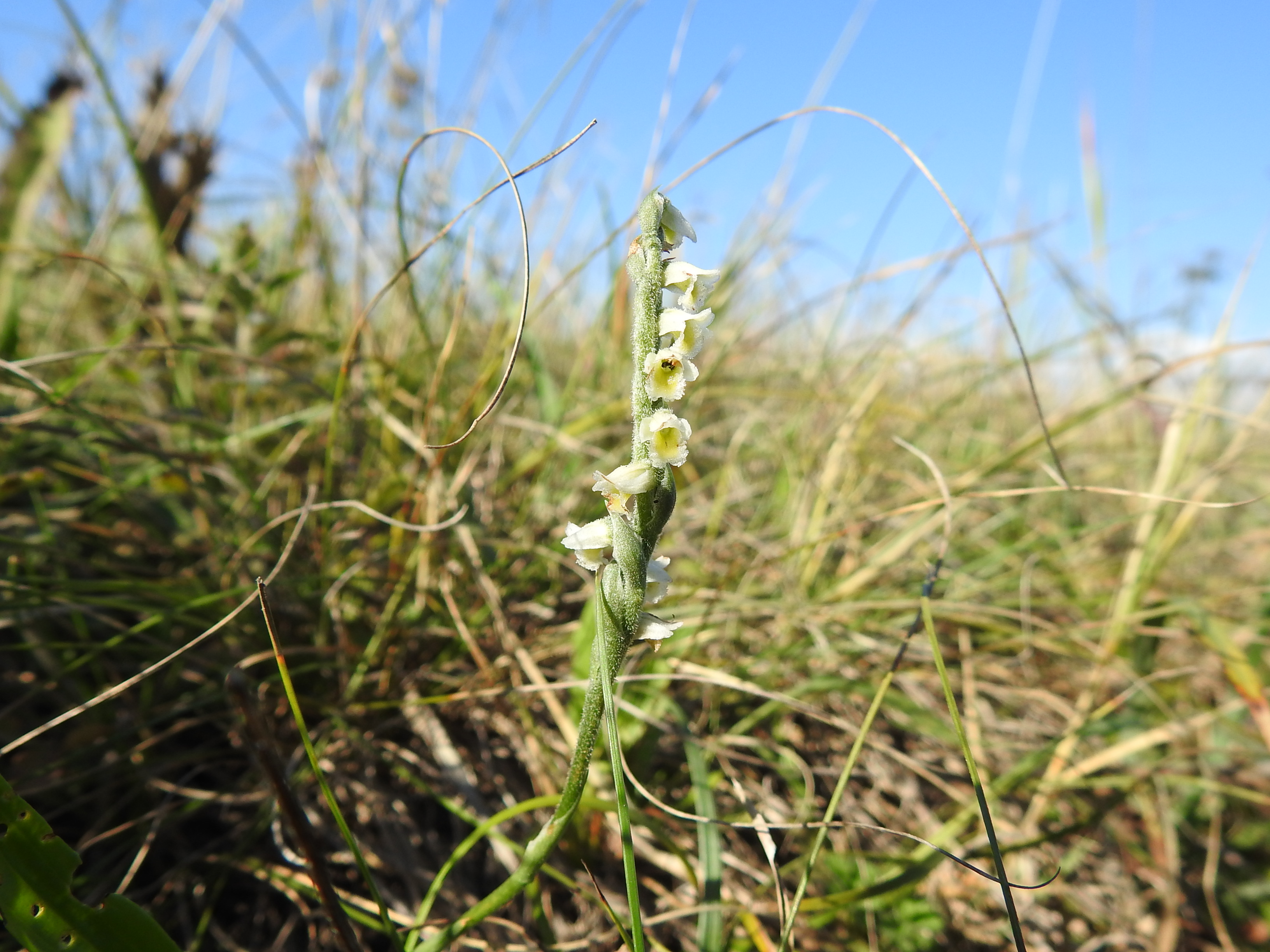 DSCN4756 Spiranthes spiralis.JPG