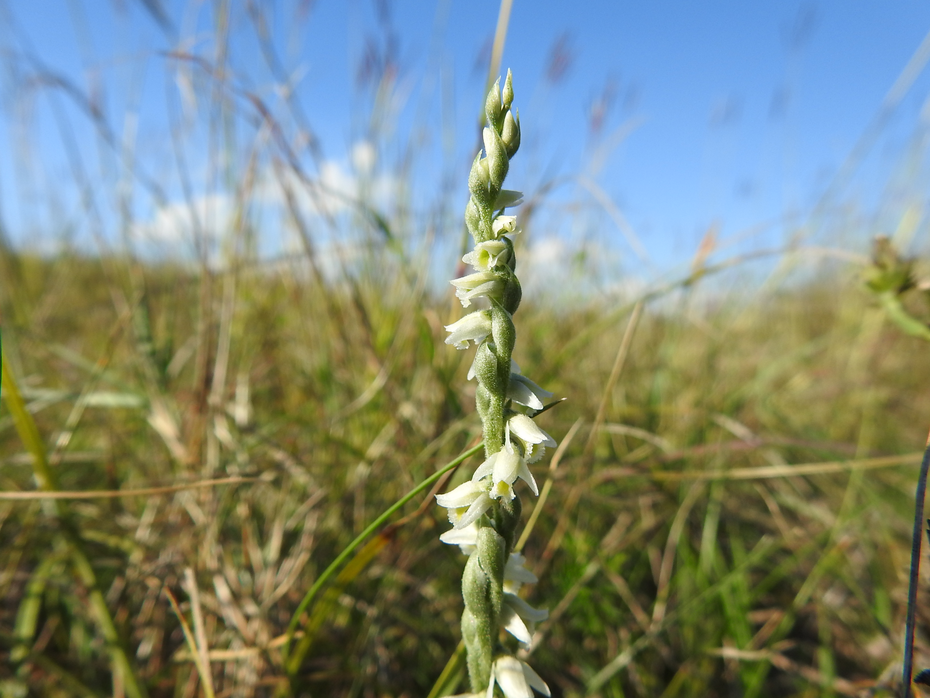 DSCN4762 Spiranthes spiralis.JPG