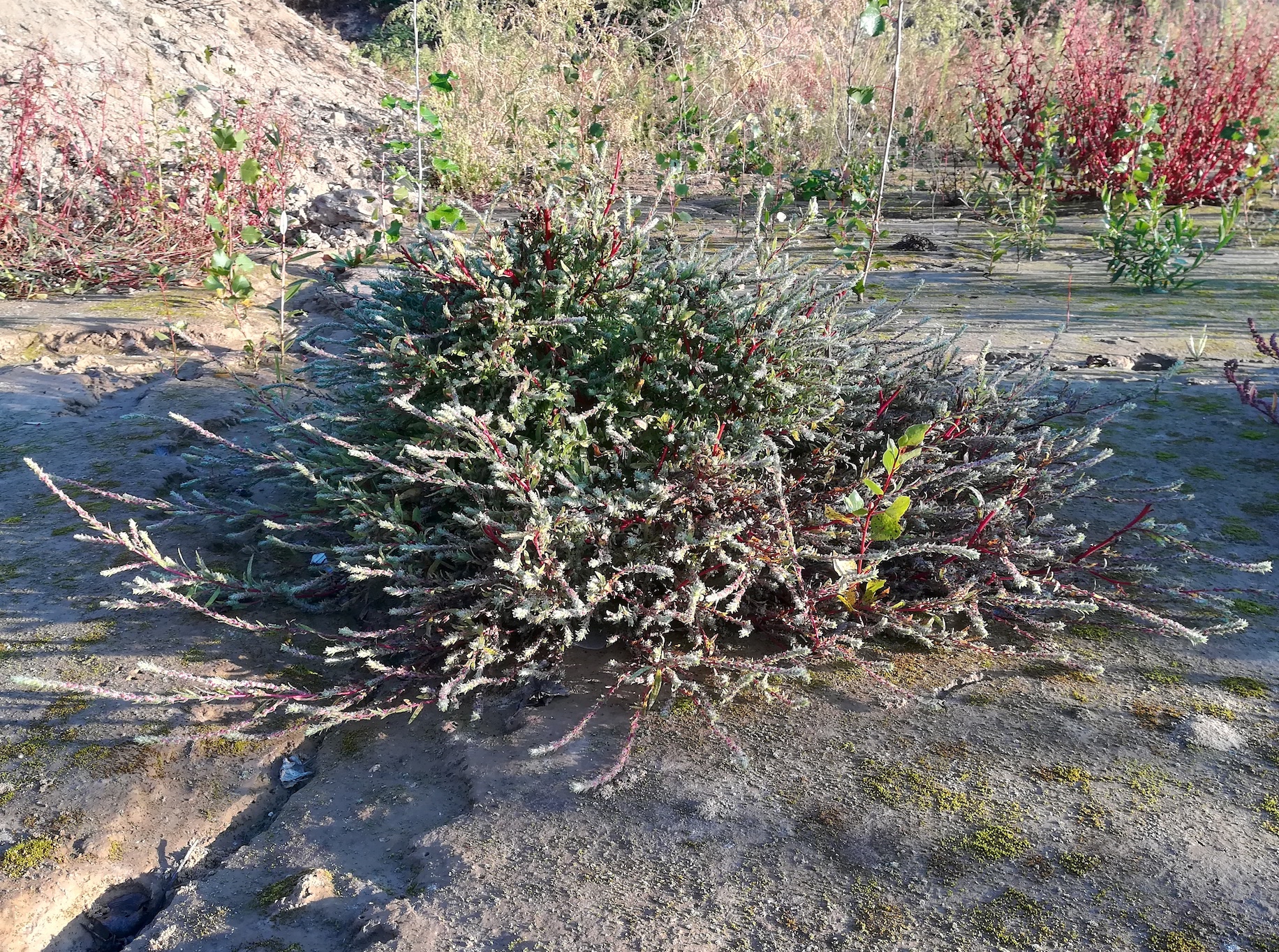 bassia scoparia subsp. densiflora schottergruben bei bhf lassee_20190915_074848.jpg