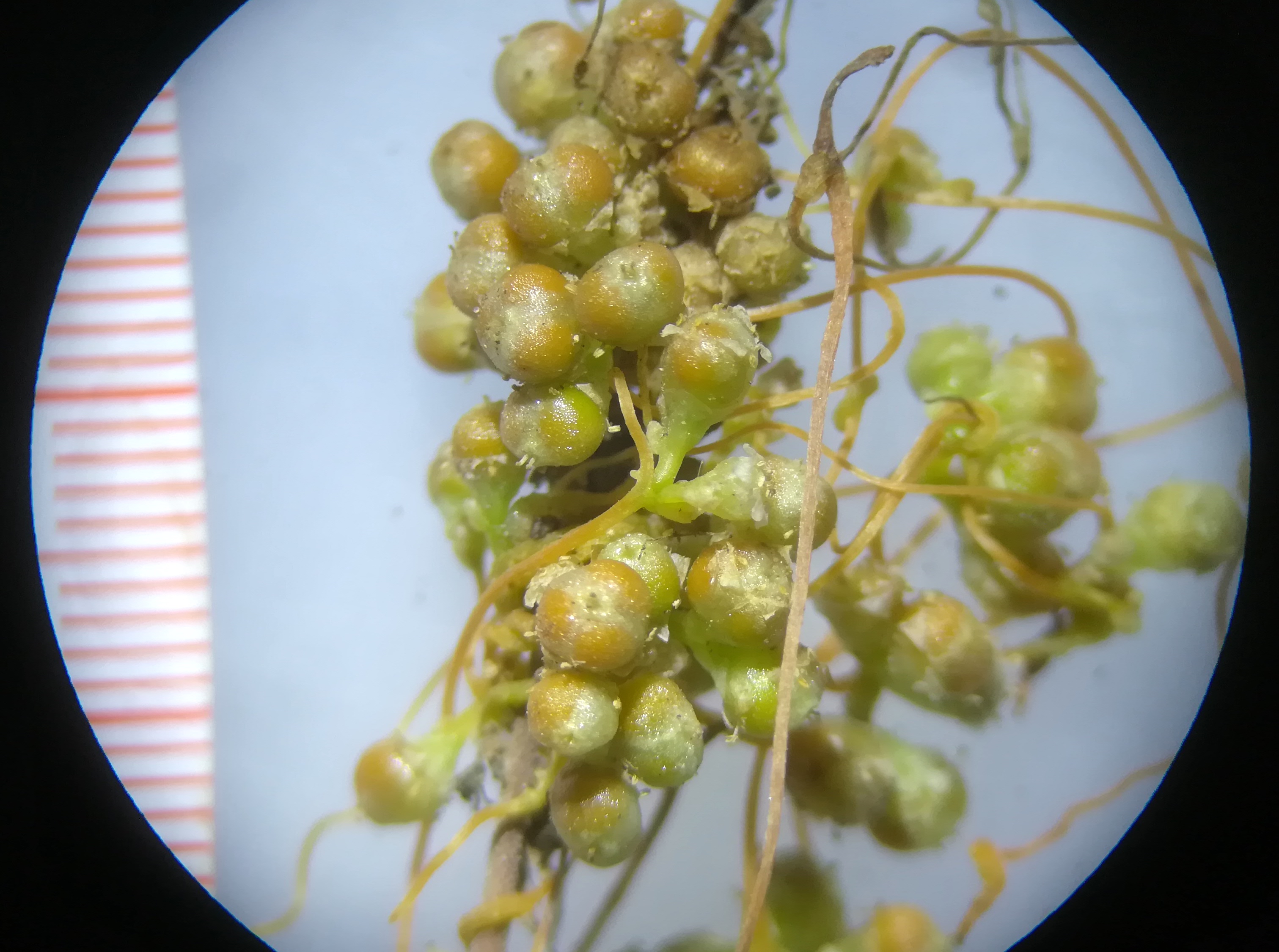 cuscuta campestris schottergruben bei bhf lassee_20190915_145139.jpg