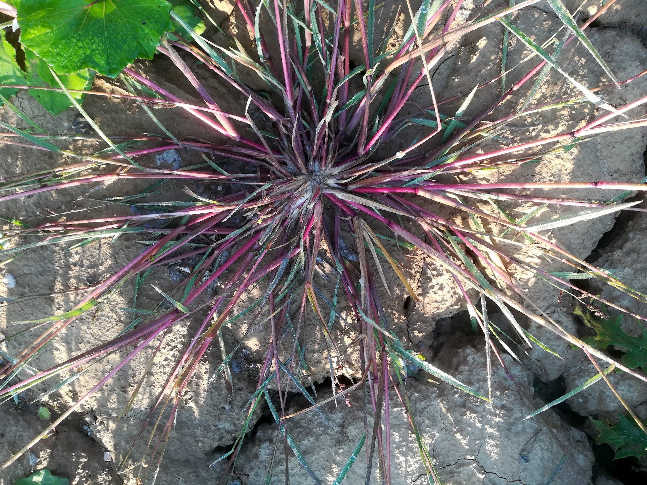 echinochloa crus-galli schottergruben bei bhf lassee_20190915_074703.jpg