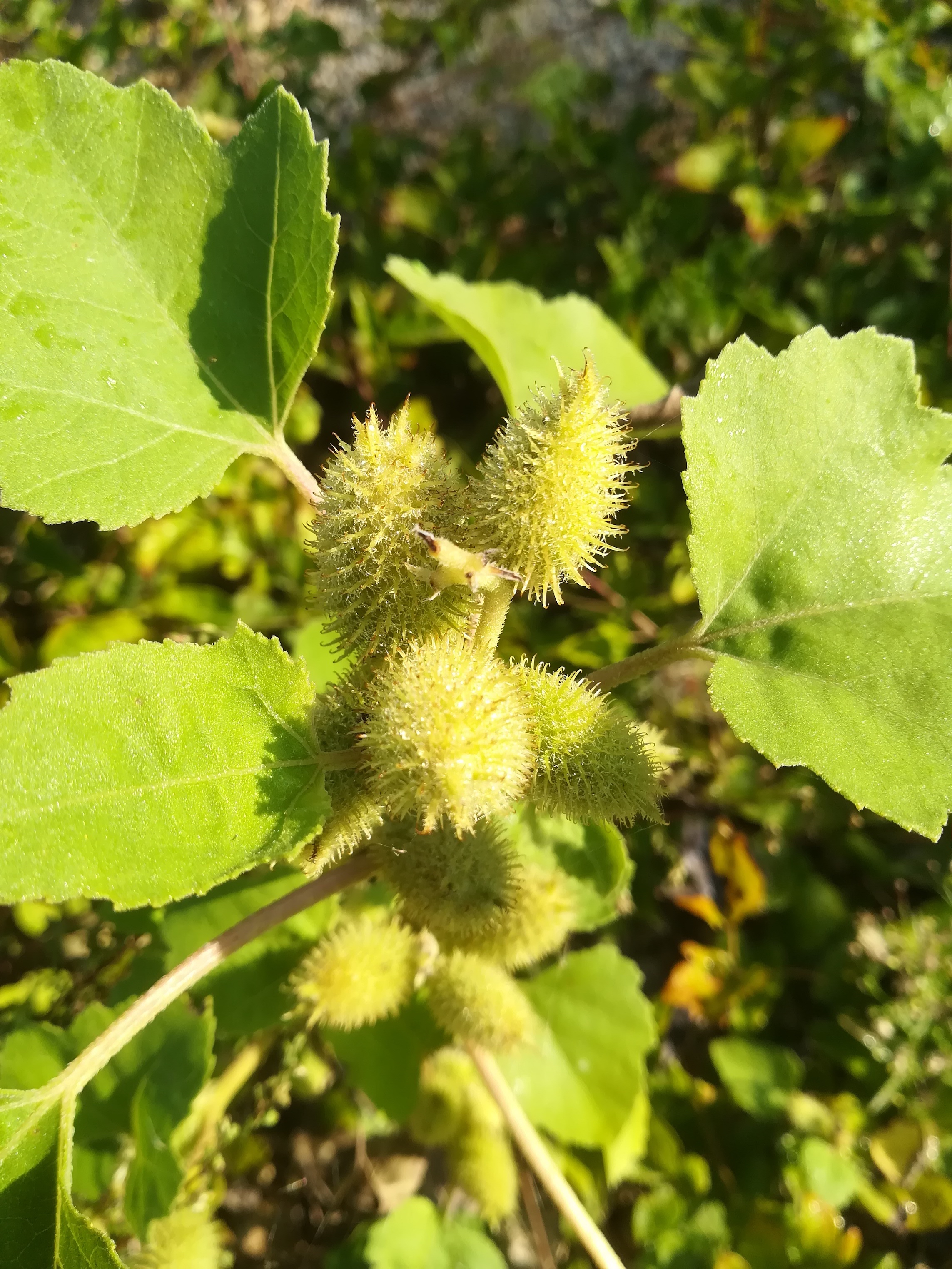 xanthium orientale agg. schottergruben bei bhf lassee_20190915_082431.jpg