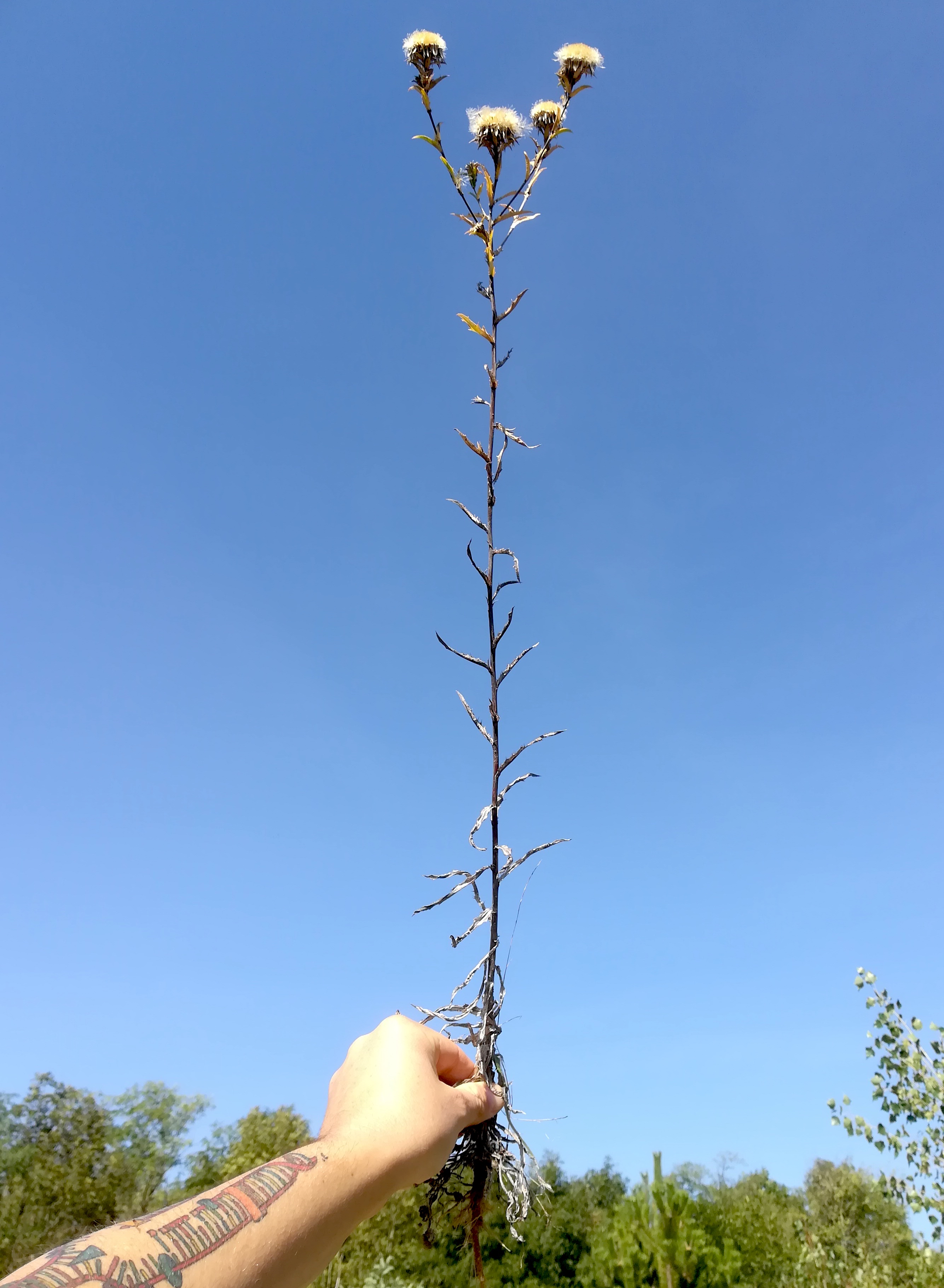 carlina vulgaris agg. schottergruben bei bhf lassee_20190915_112458.jpg