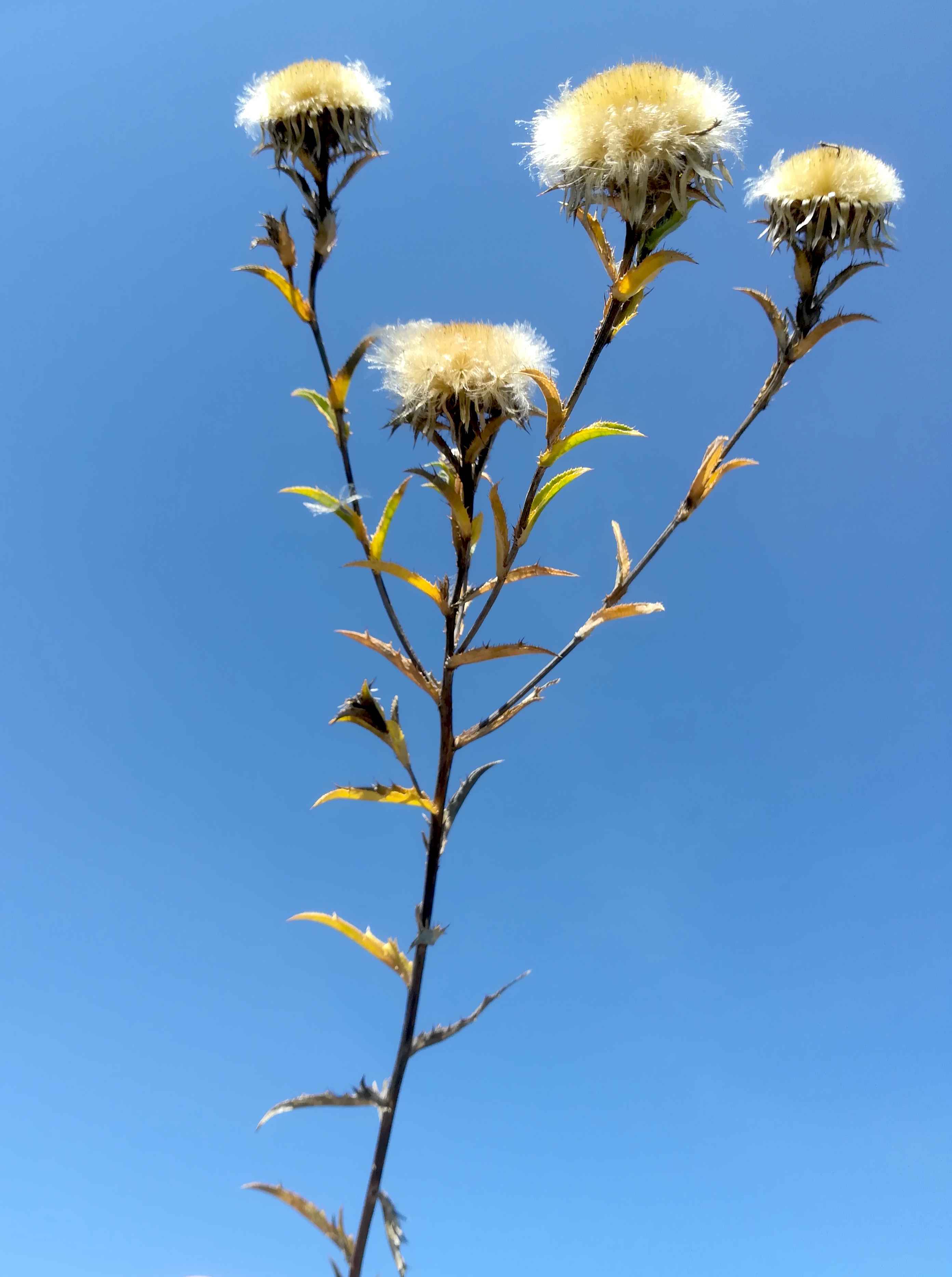 carlina vulgaris agg. schottergruben bei bhf lassee_20190915_112521.jpg