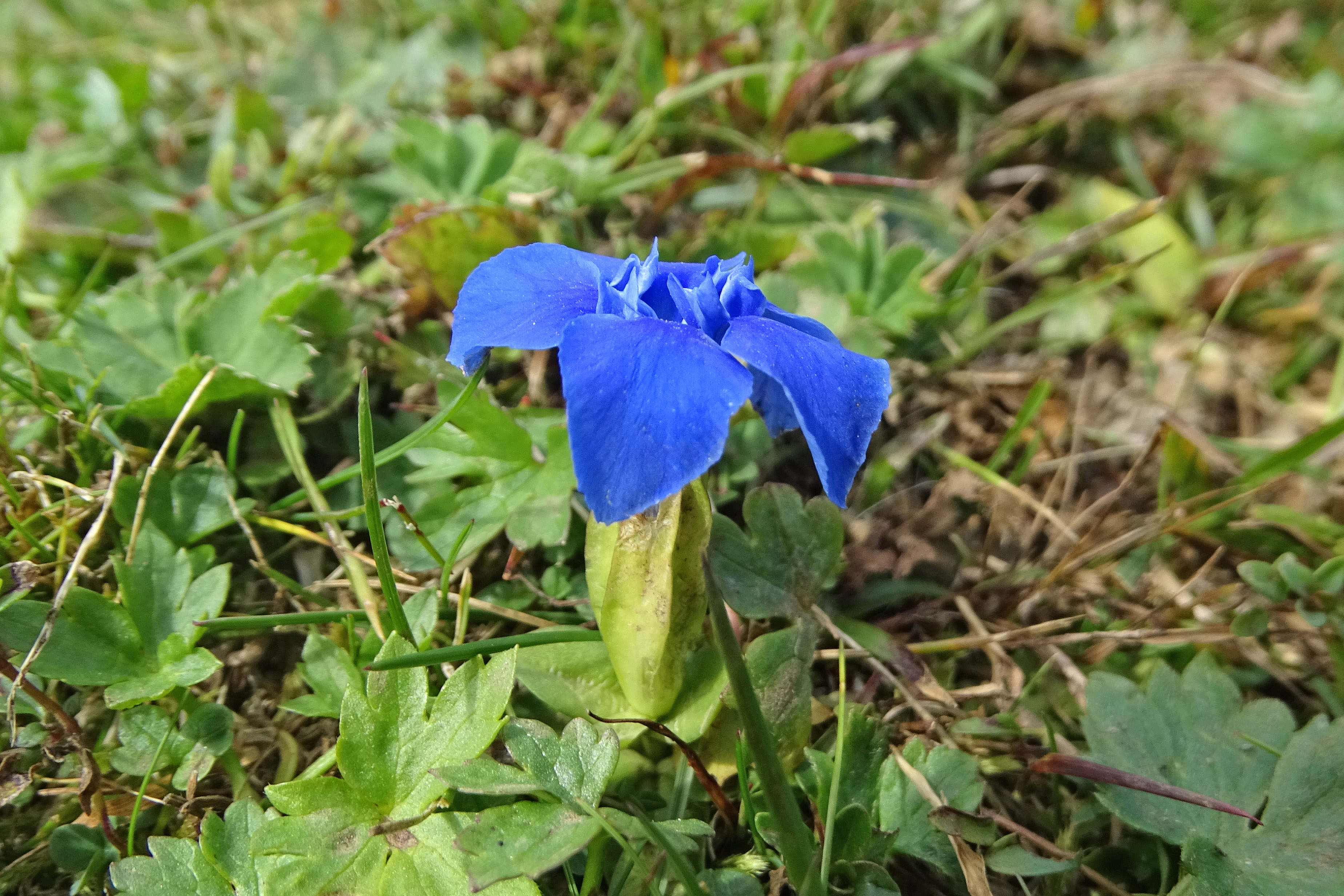 Gentiana verna.jpg