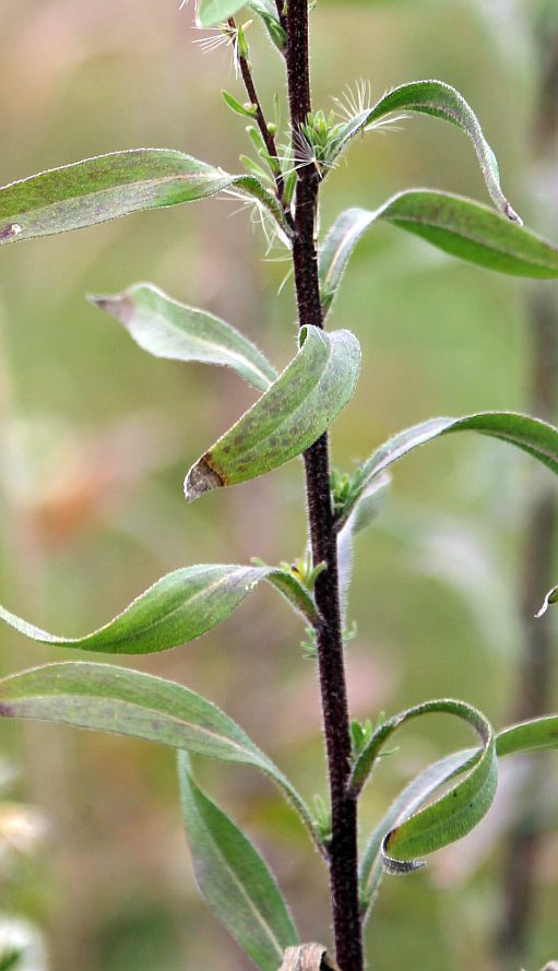 Erigeron acris Traiskirchen_20190924_12.jpg