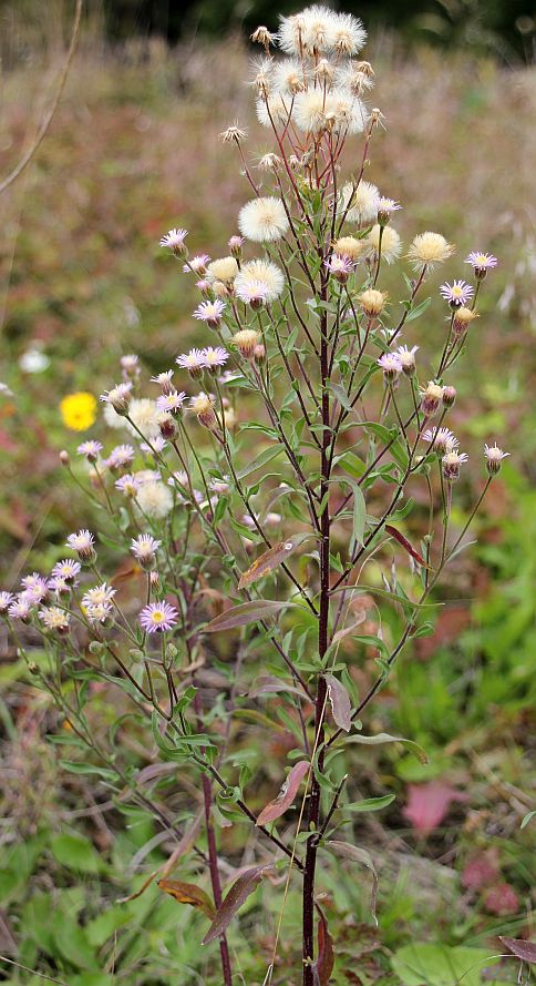 Erigeron acris Traiskirchen_20190924_23.jpg