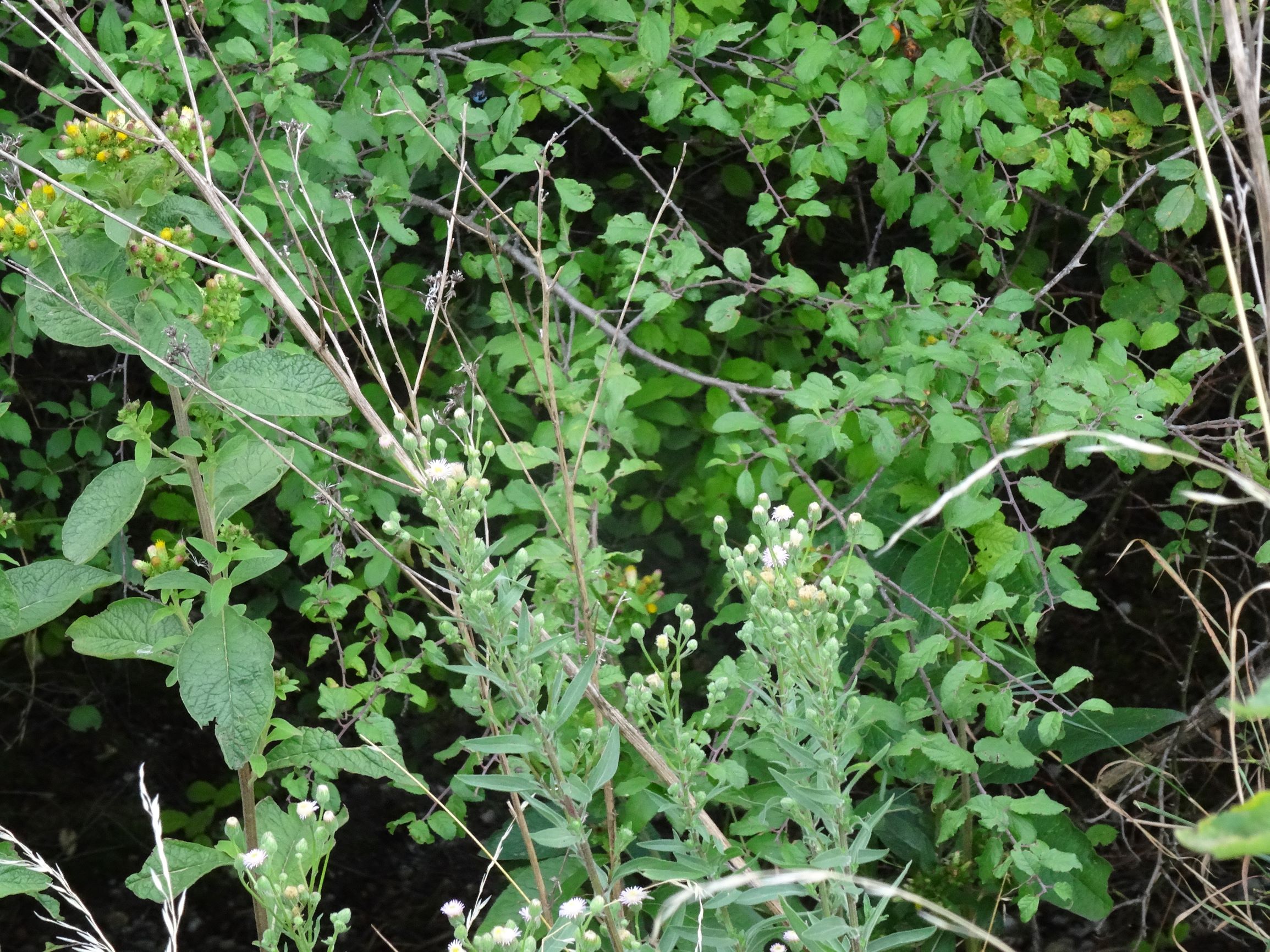 DSC05530-kopie.JPG