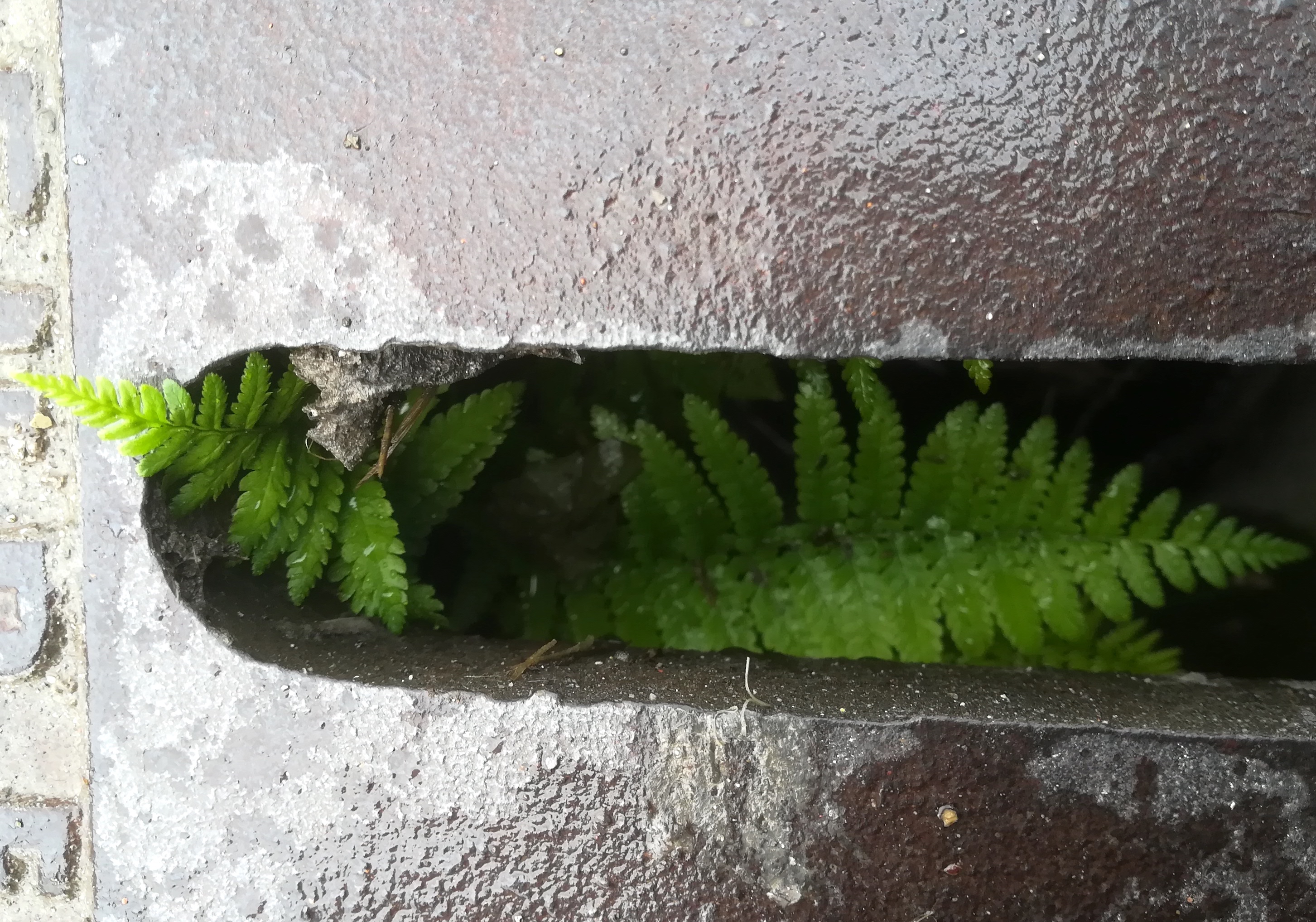 dryopteris filix-mas s. str. oggau halophyten W neusiedlersee_20190928_161144.jpg