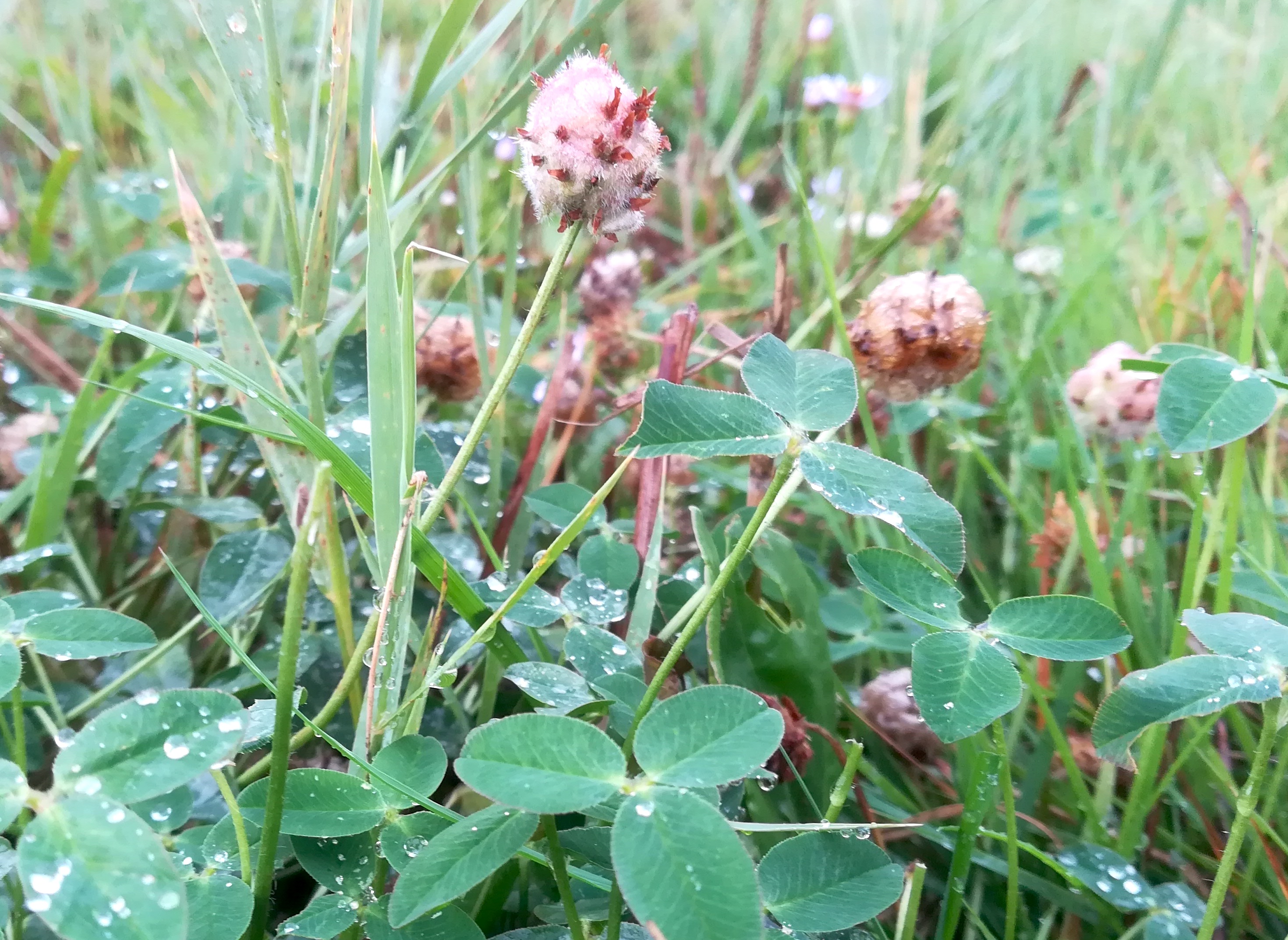 trifolium fragiferum oggau halophyten W neusiedlersee_20190928_160648.jpg