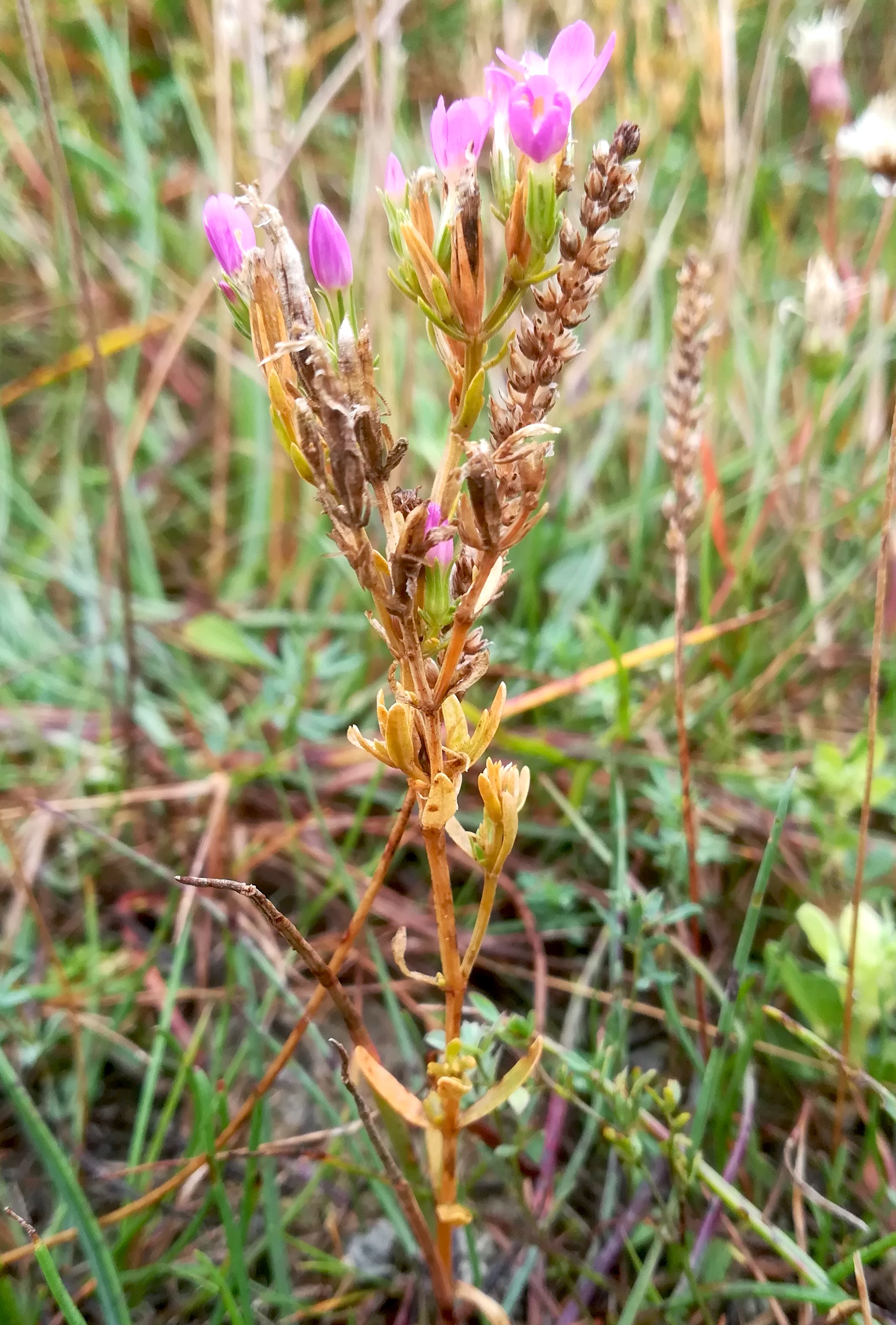 centaurium littorale oggau halophyten W neusiedlersee_20190928_154154.jpg