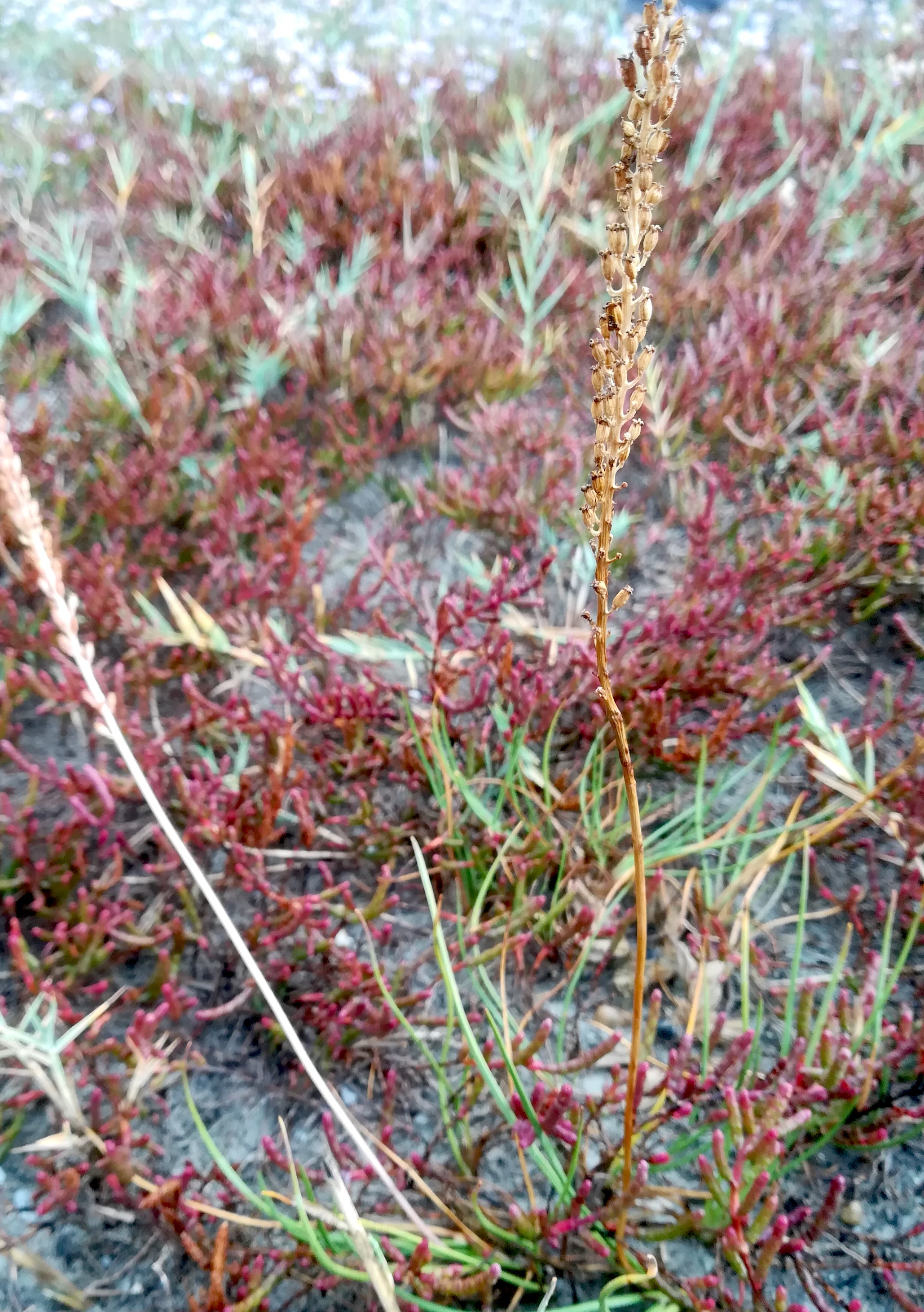 triglochin maritimum oggau halophyten W neusiedlersee_20190928_153035.jpg