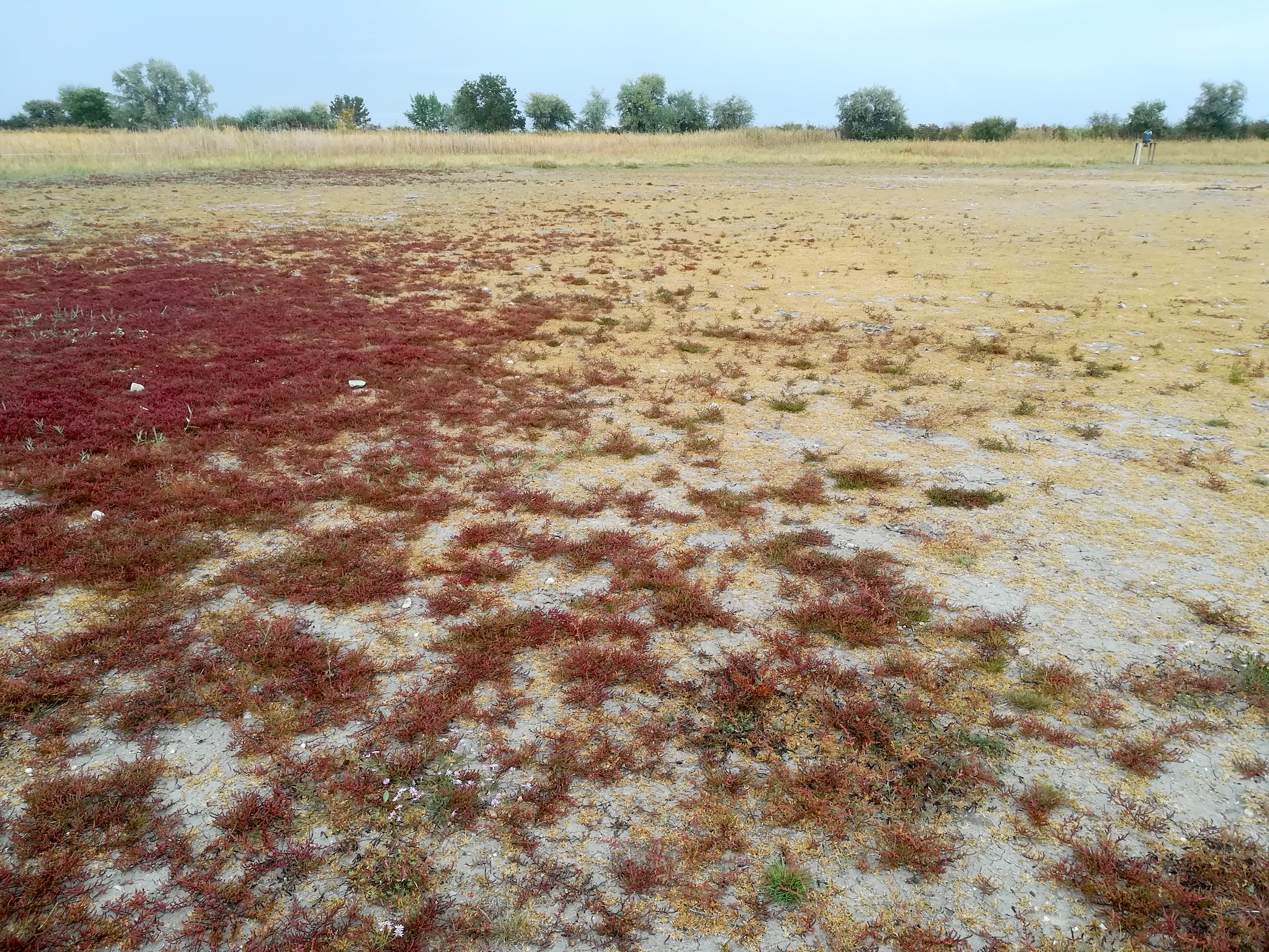 salicornia prostrata und crypsis aculeata oggau halophyten W neusiedlersee_20190928_152547.jpg