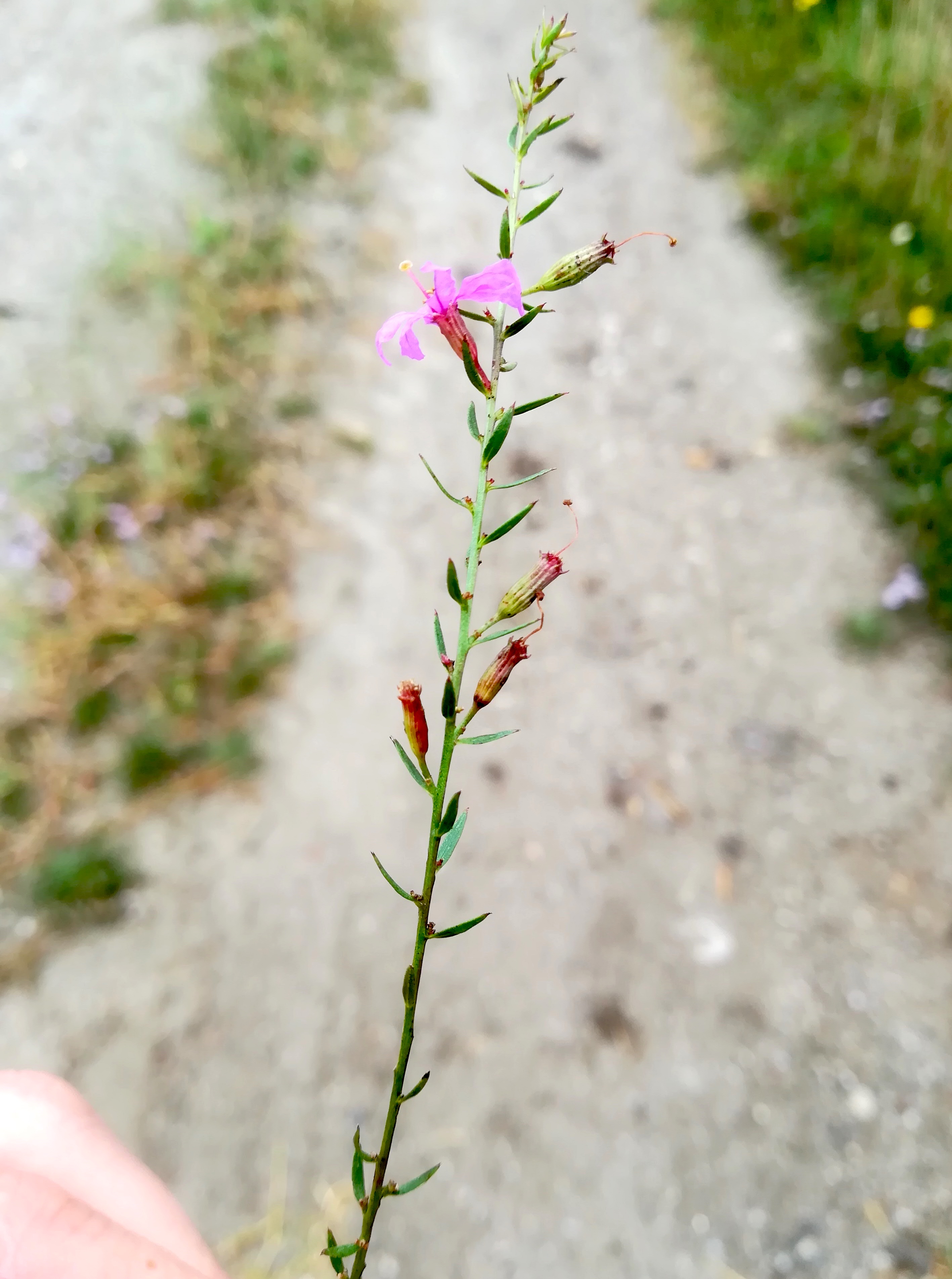 lythrum virgatum oggau halophyten W neusiedlersee_20190928_145353.jpg