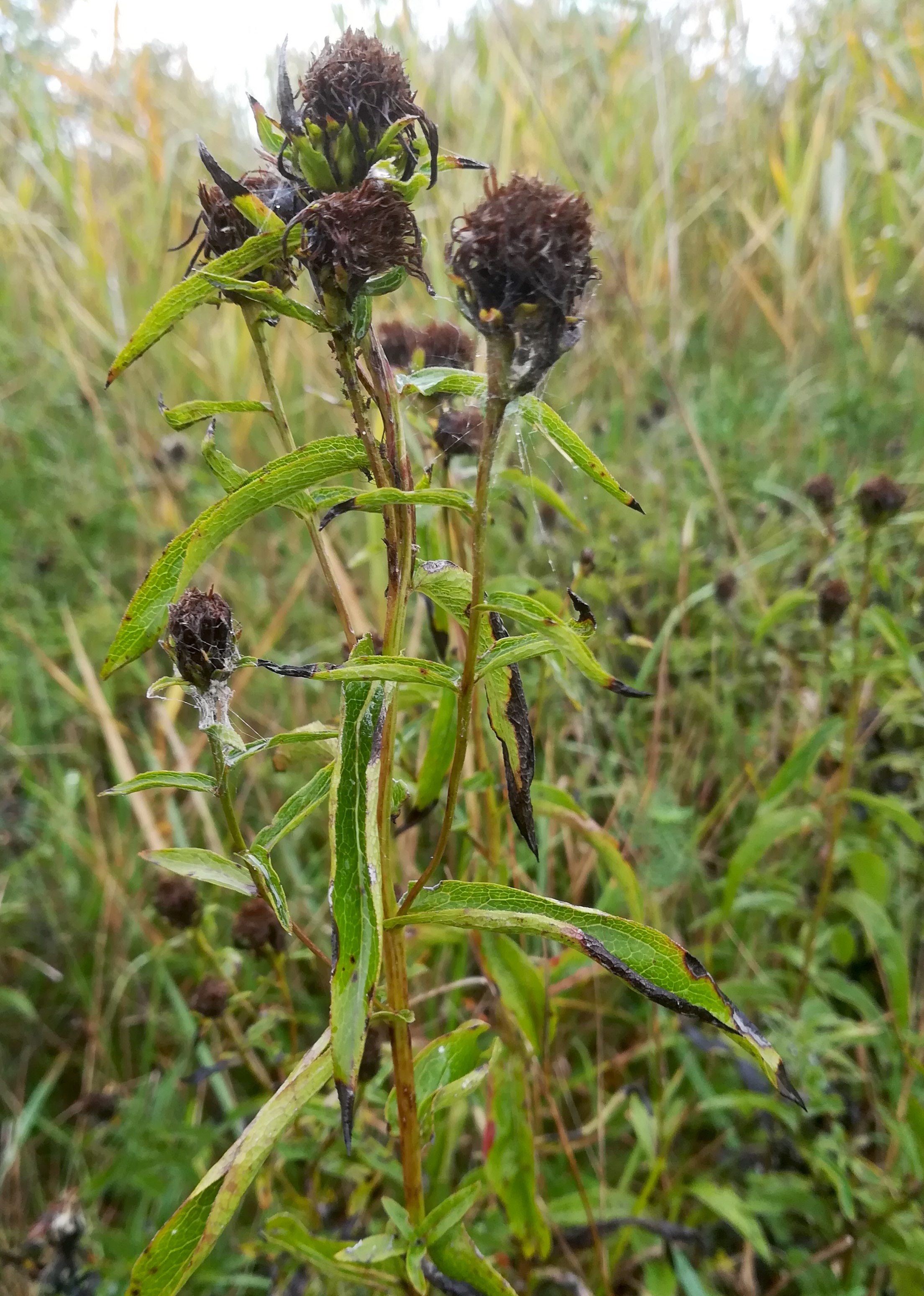 inula salicina oggau halophyten W neusiedlersee_20190928_142221.jpg