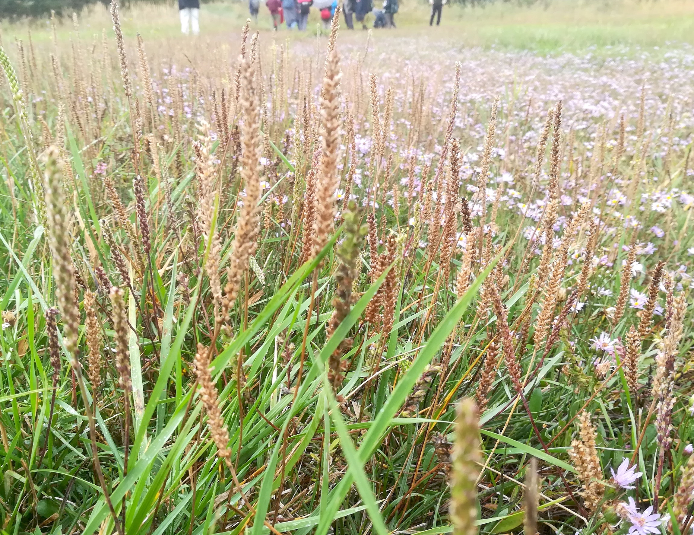 plantago maritima oggau halophyten W neusiedlersee_20190928_135532.jpg