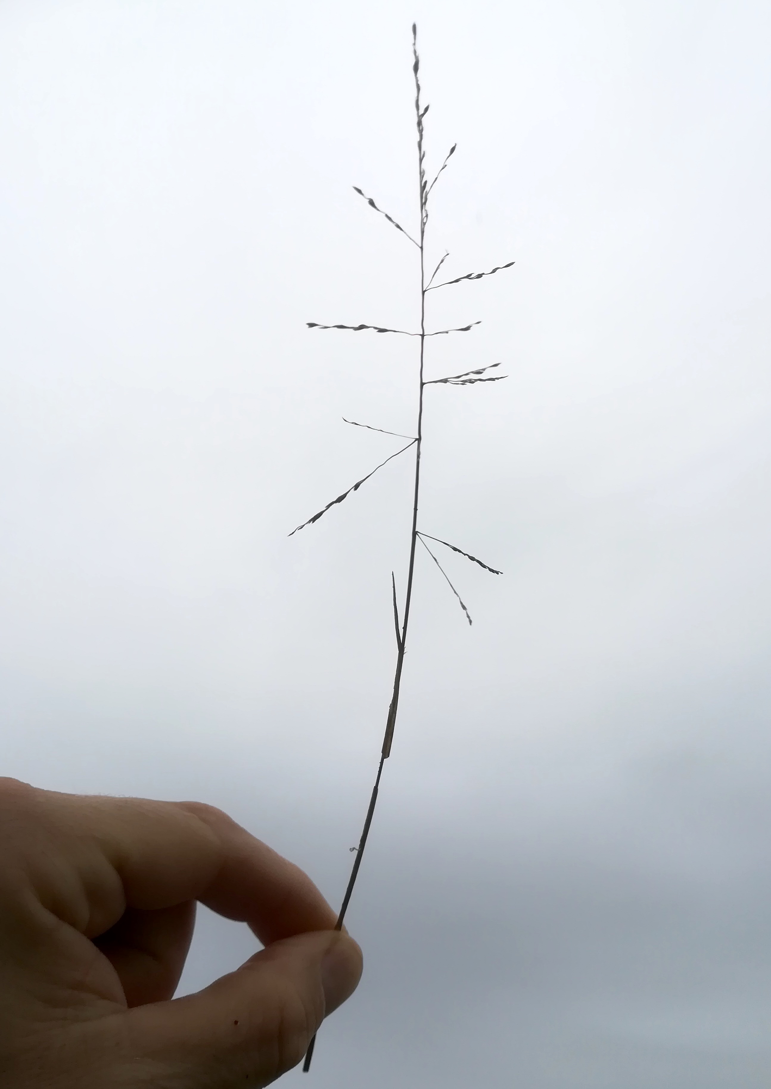 puccinellia peisonis oggau halophyten W neusiedlersee_20190928_132439.jpg