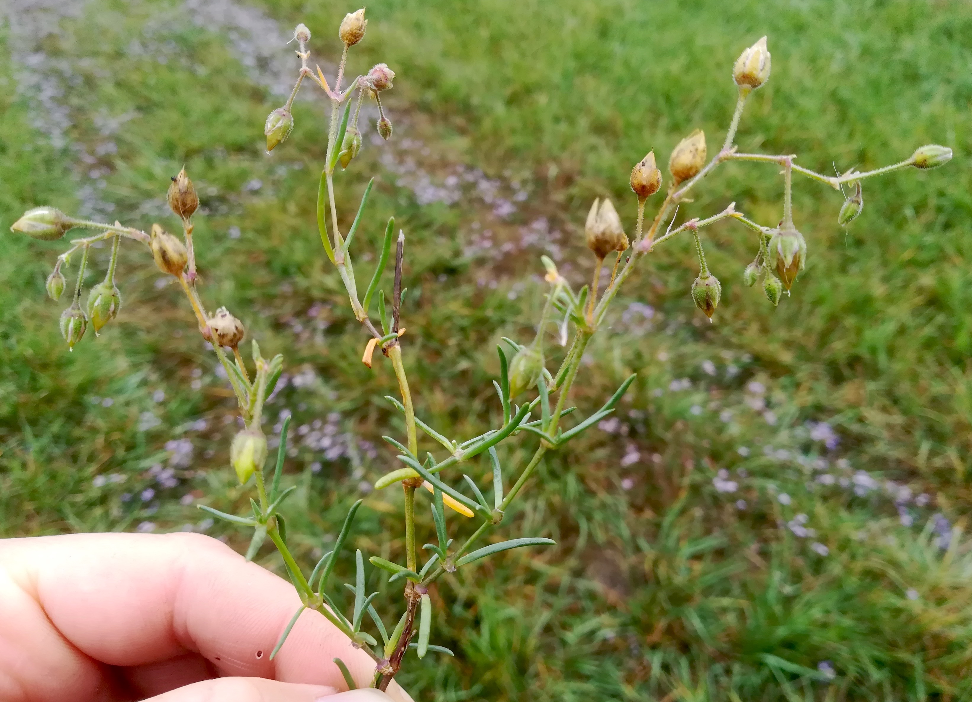 spergularia maritima oggau halophyten W neusiedlersee_20190928_132209.jpg