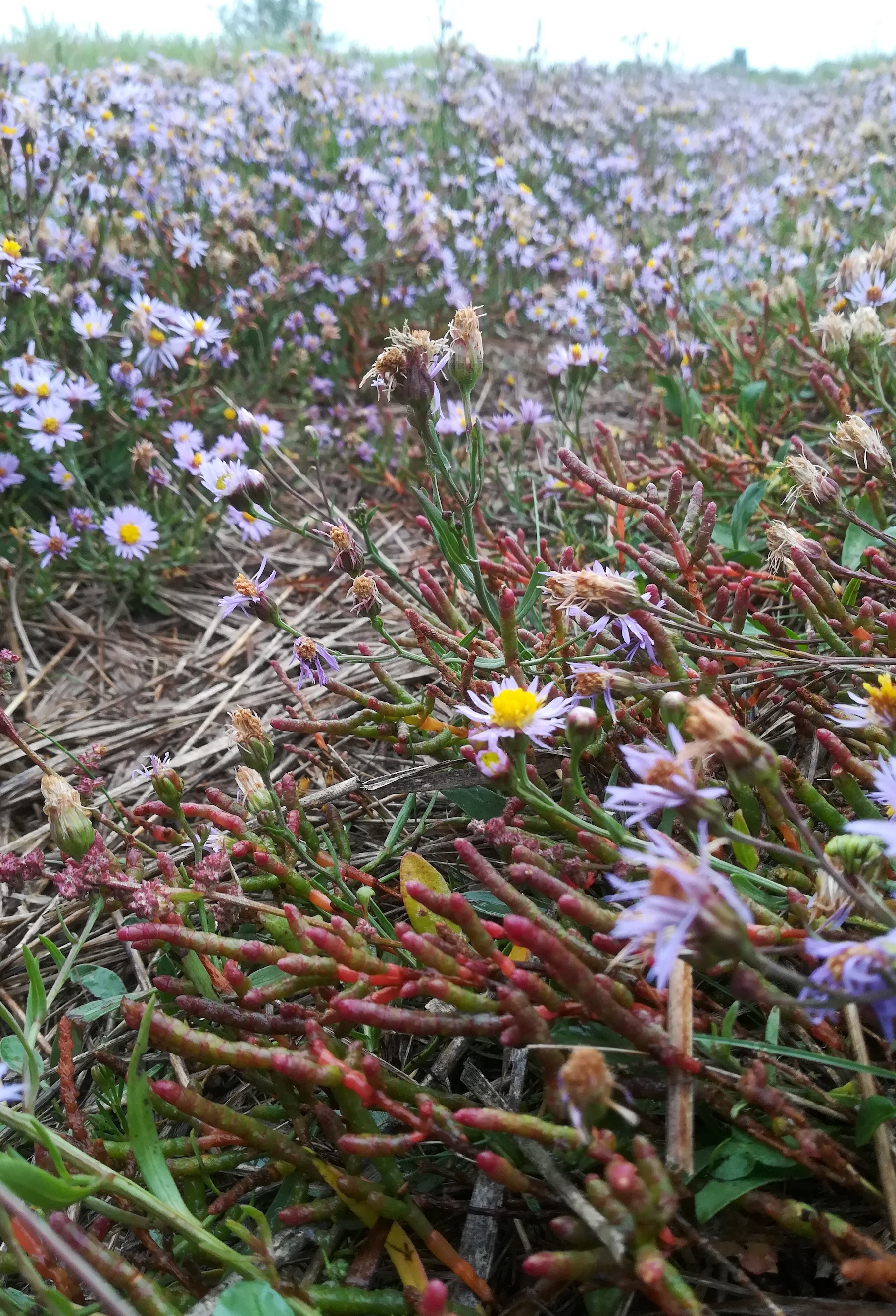 salicornia prostrata und tripolium pannonicum oggau halophyten W neusiedlersee_20190928_131554.jpg