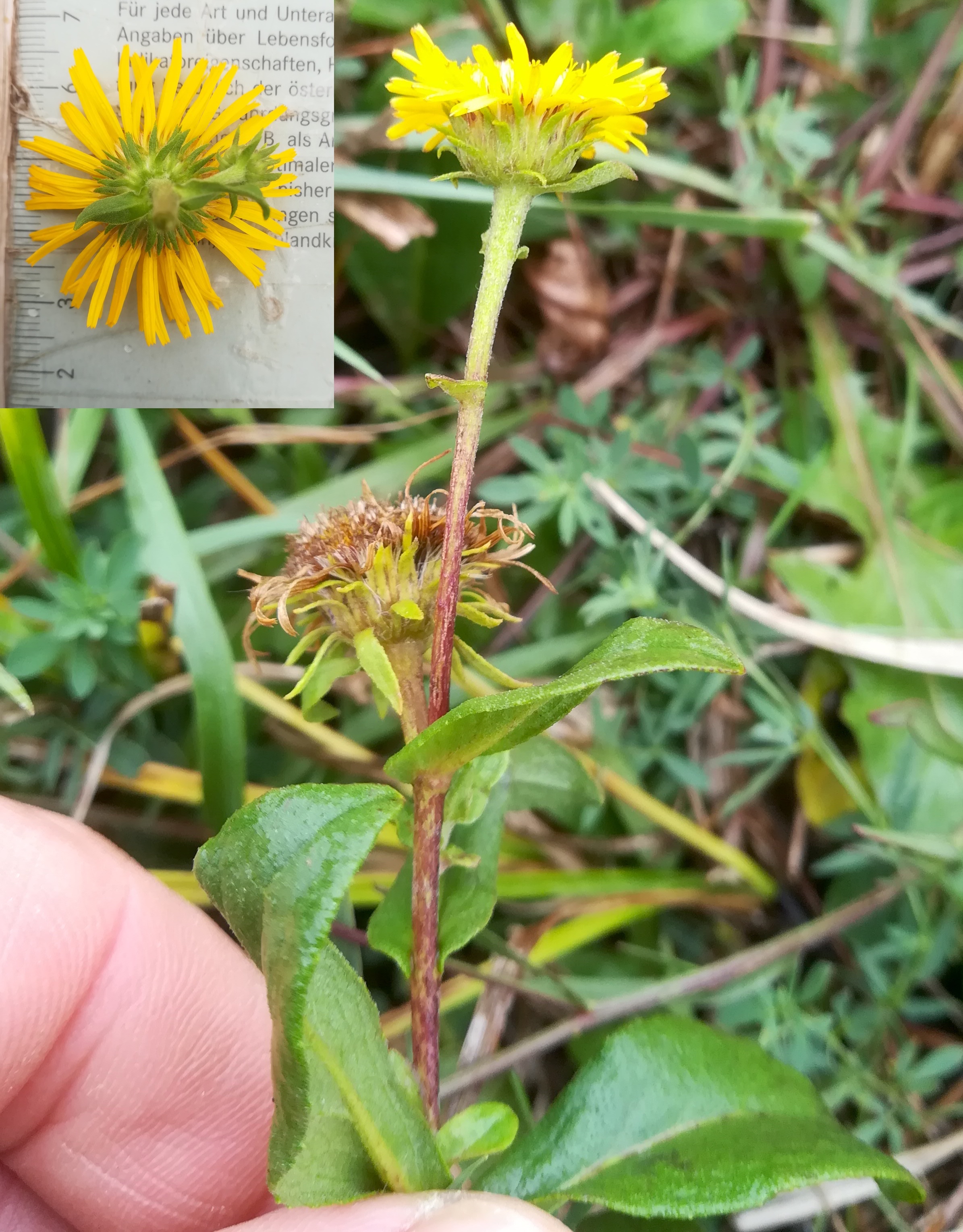 inula britannica oggau halophyten W neusiedlersee_20190928_124907.jpg