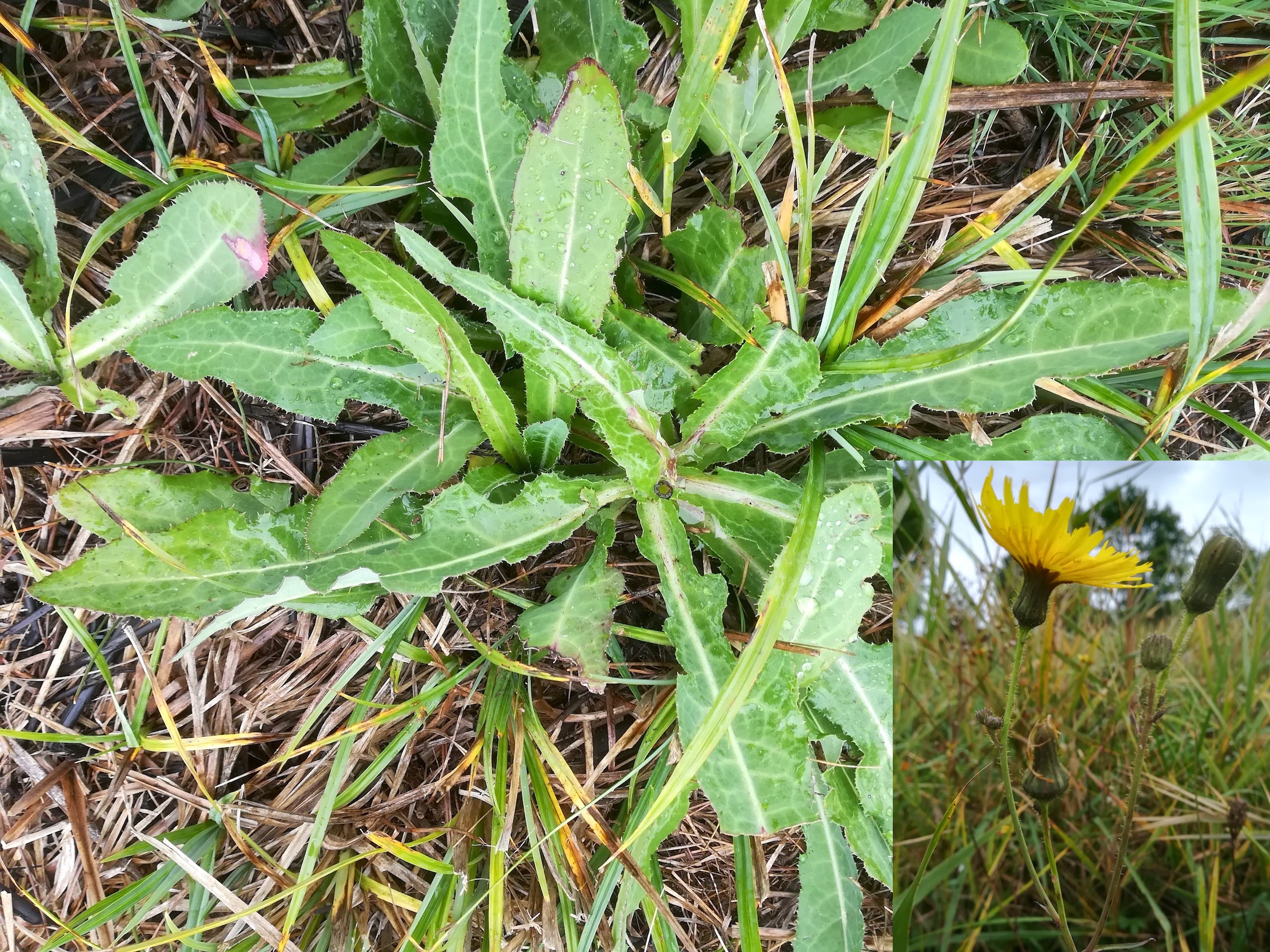 sonchus arvensis oggau halophyten W neusiedlersee_20190928_124537.jpg