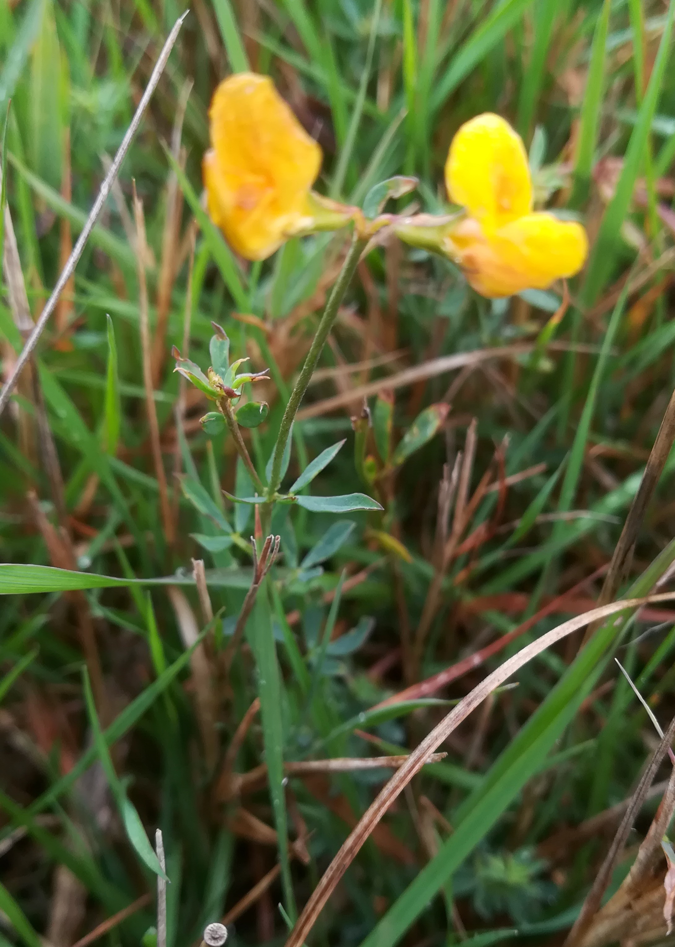 lotus tenuis oggau halophyten W neusiedlersee_20190928_124245.jpg