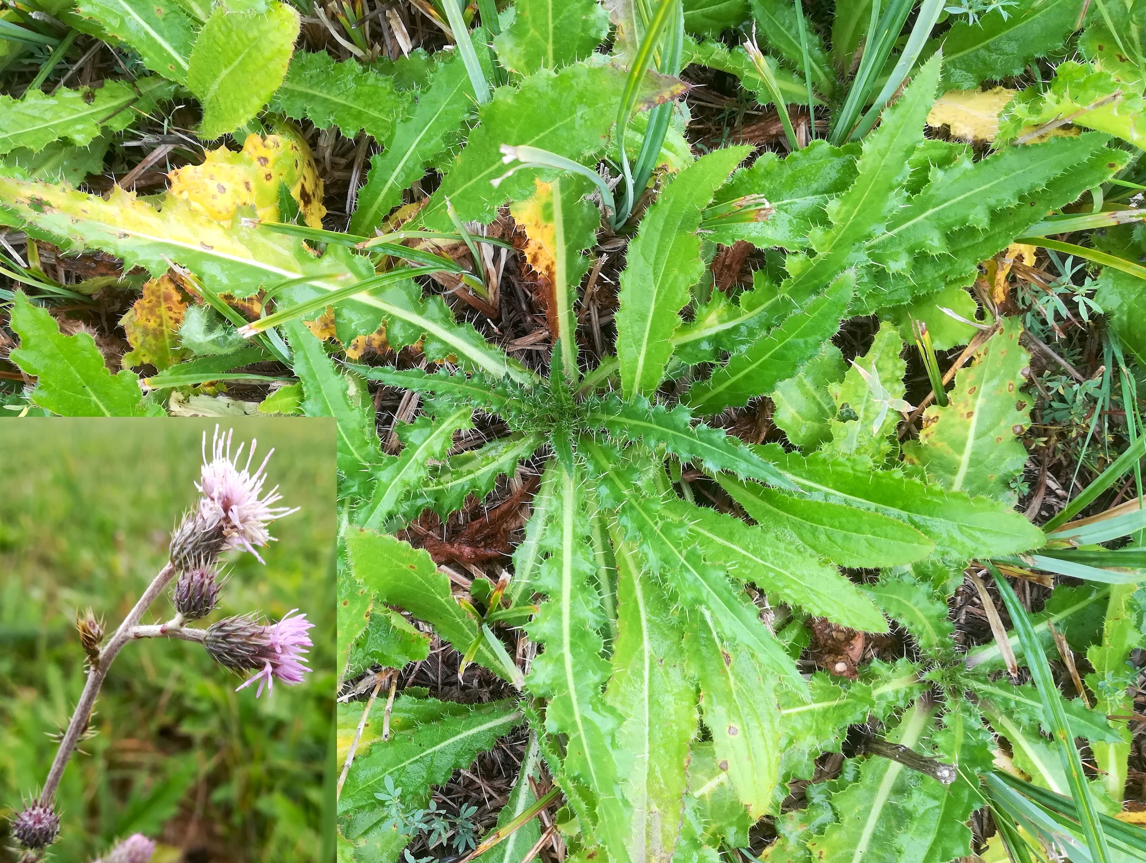 cirsium brachycephalum oggau halophyten W neusiedlersee_20190928_123909.jpg