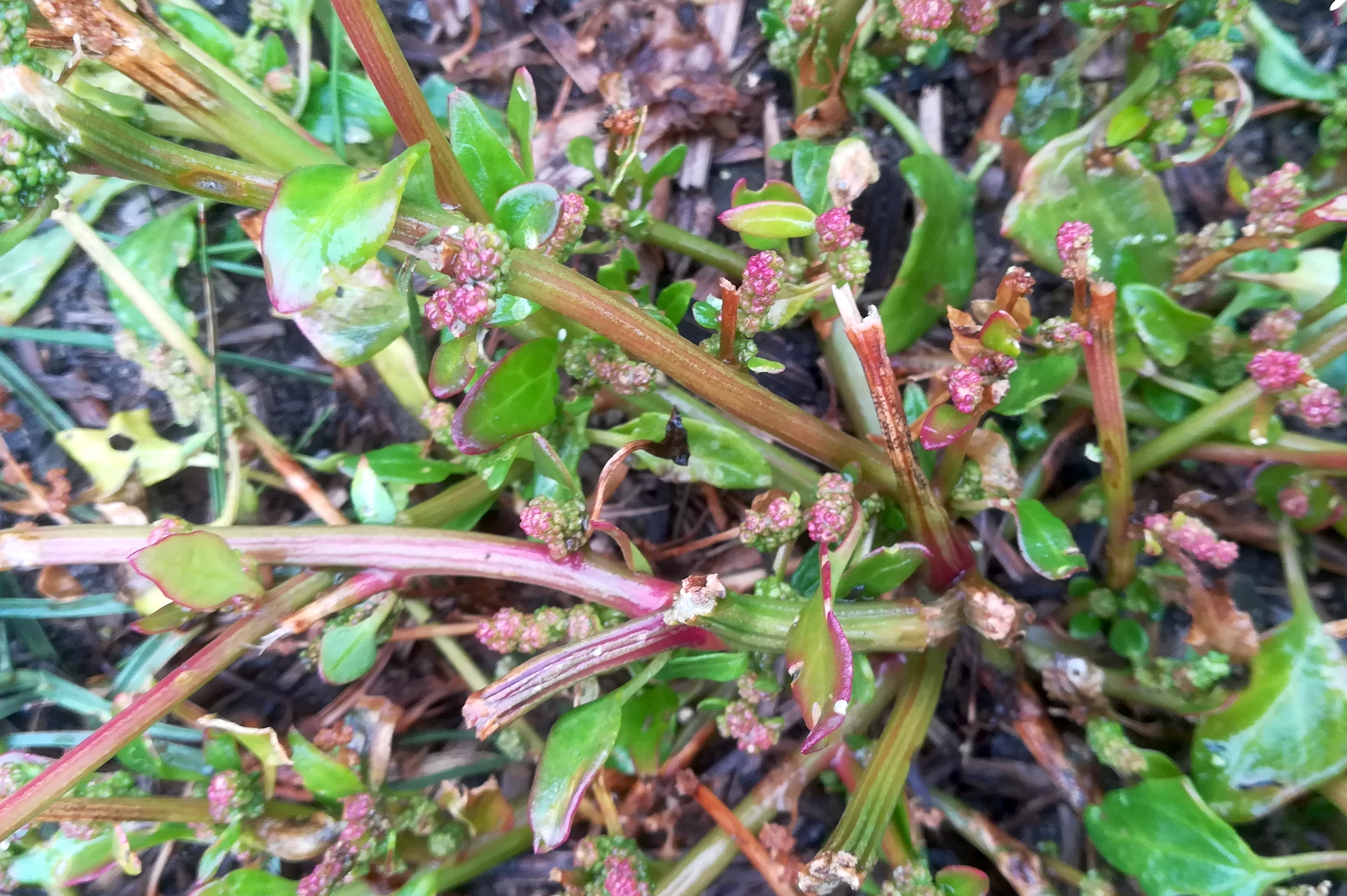 chenopodium chenopodioides oggau halophyten W neusiedlersee_20190928_123139.jpg