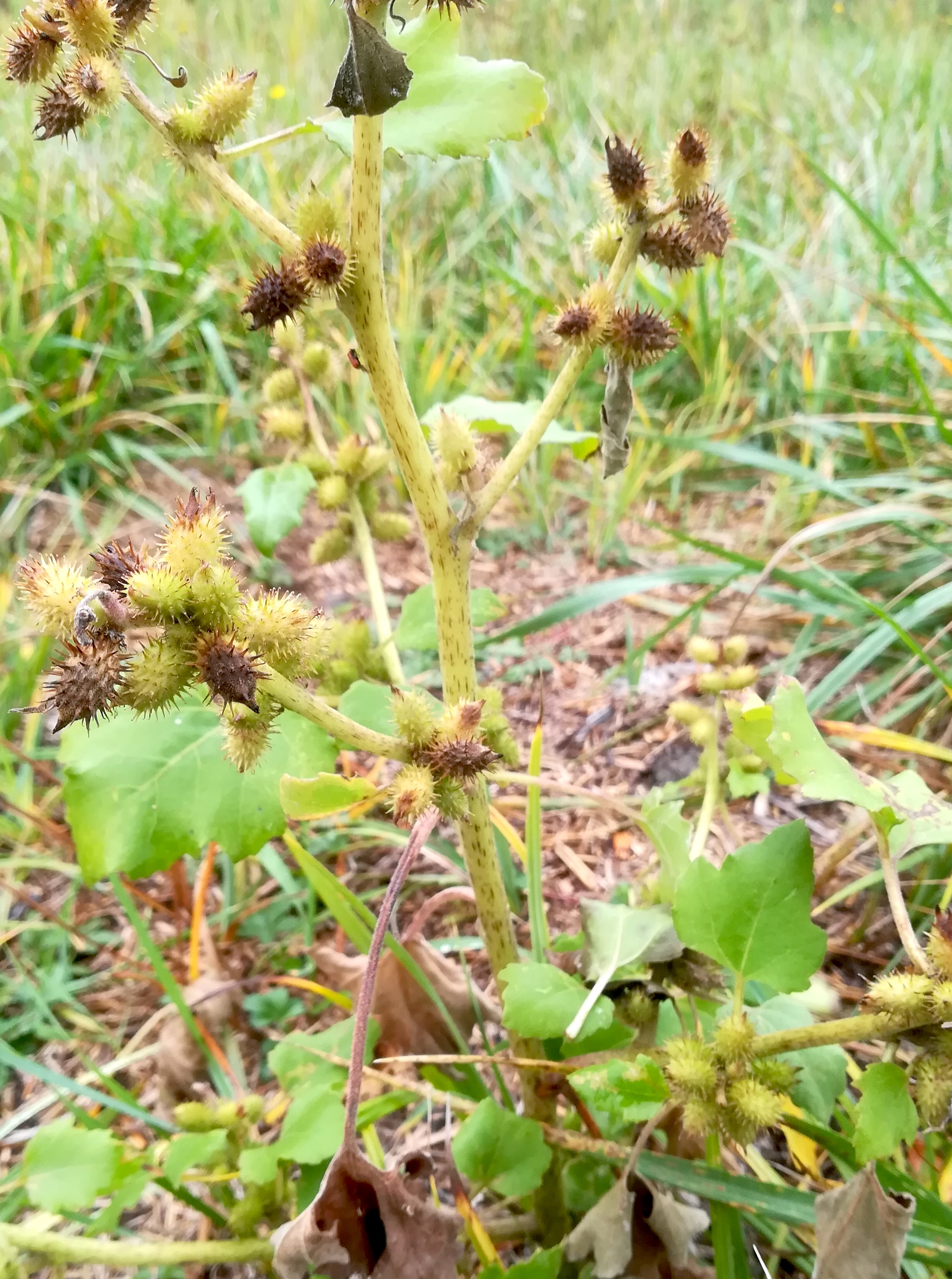 xanthium strumarium oggau halophyten W neusiedlersee_20190928_121100.jpg