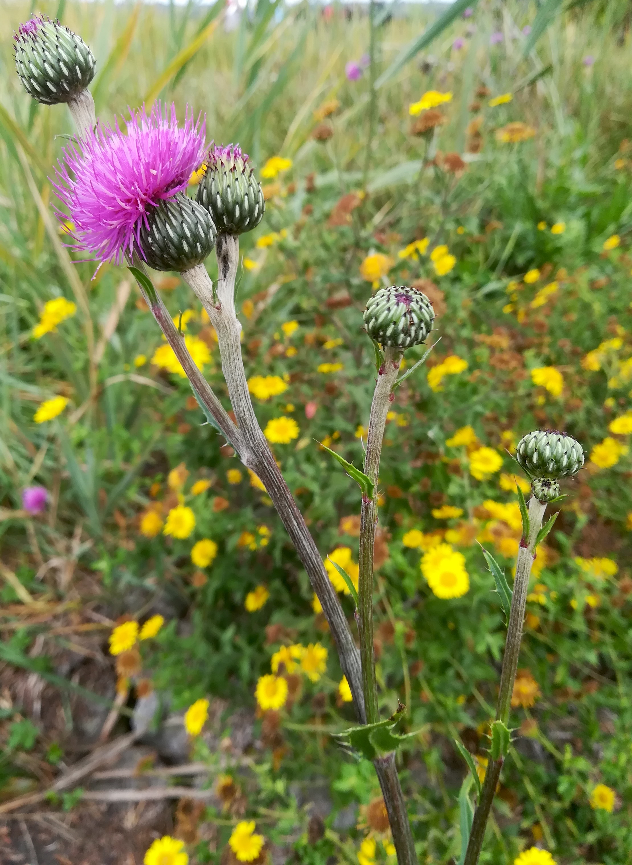 cirsium canum oggau halophyten W neusiedlersee_20190928_115958.jpg