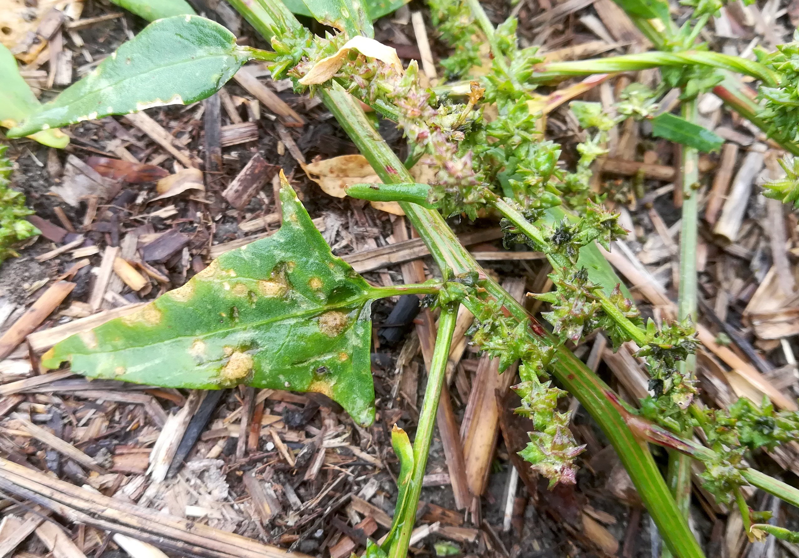 atriplex prostratra s. lat. oggau halophyten W neusiedlersee_20190928_115606.jpg