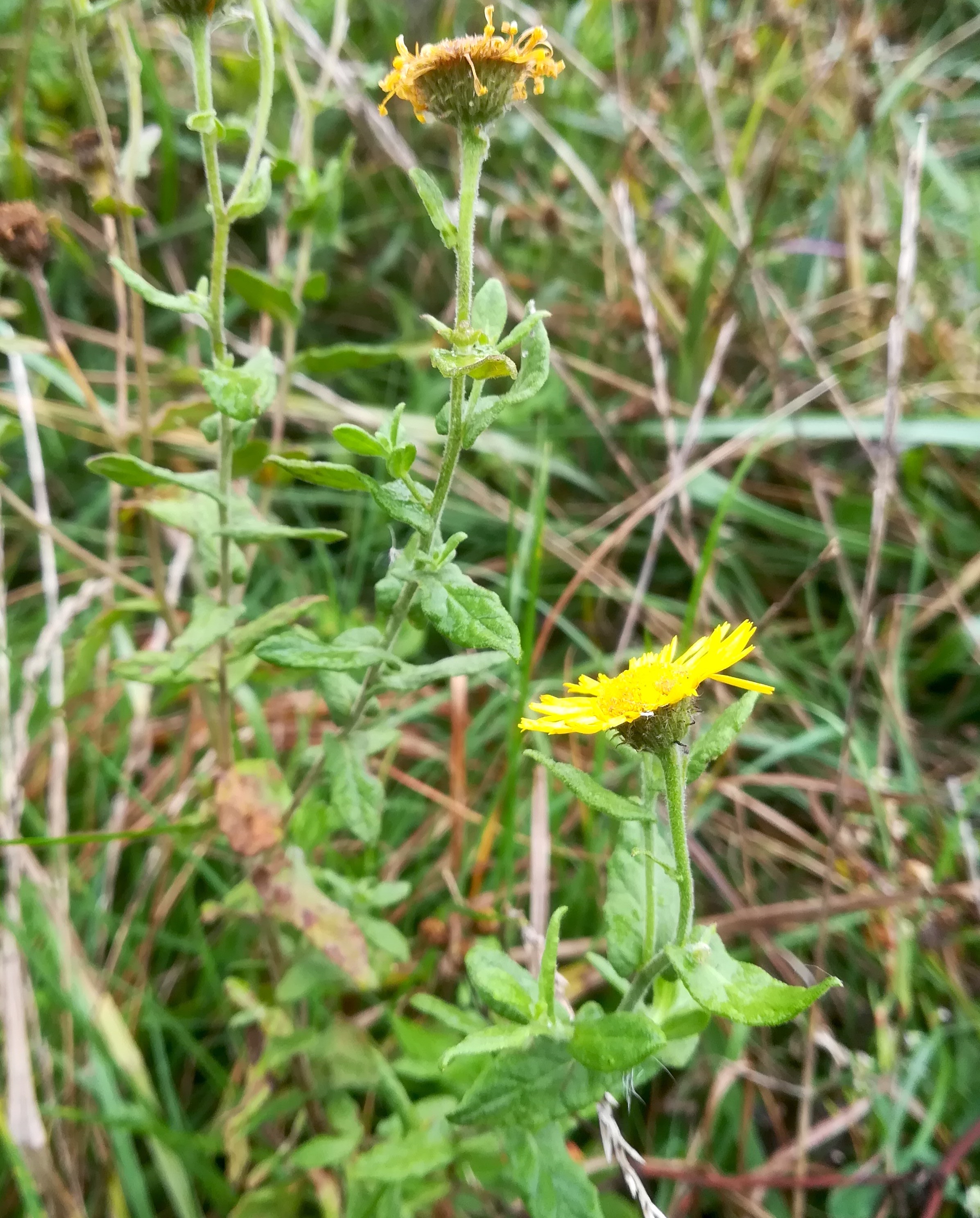 pulicaria dysenterica oggau halophyten W neusiedlersee_20190928_113451.jpg