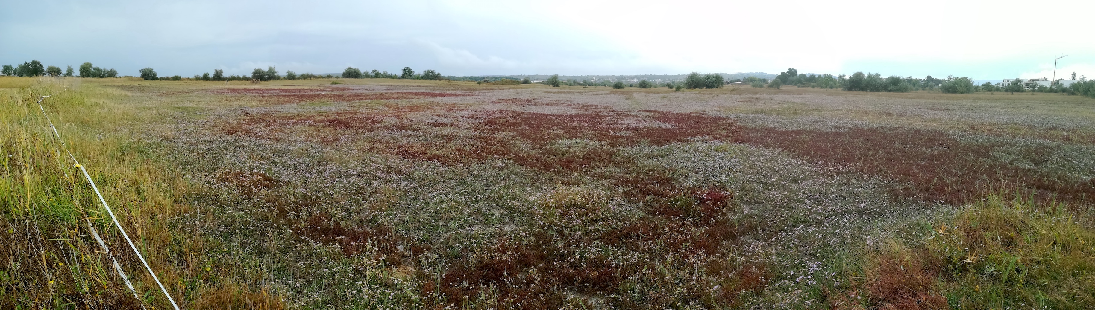 tripolium pannonicum und salicornia prostrata und crypsis aculeata oggau halophyten W neusiedlersee_20190928_151951.jpg