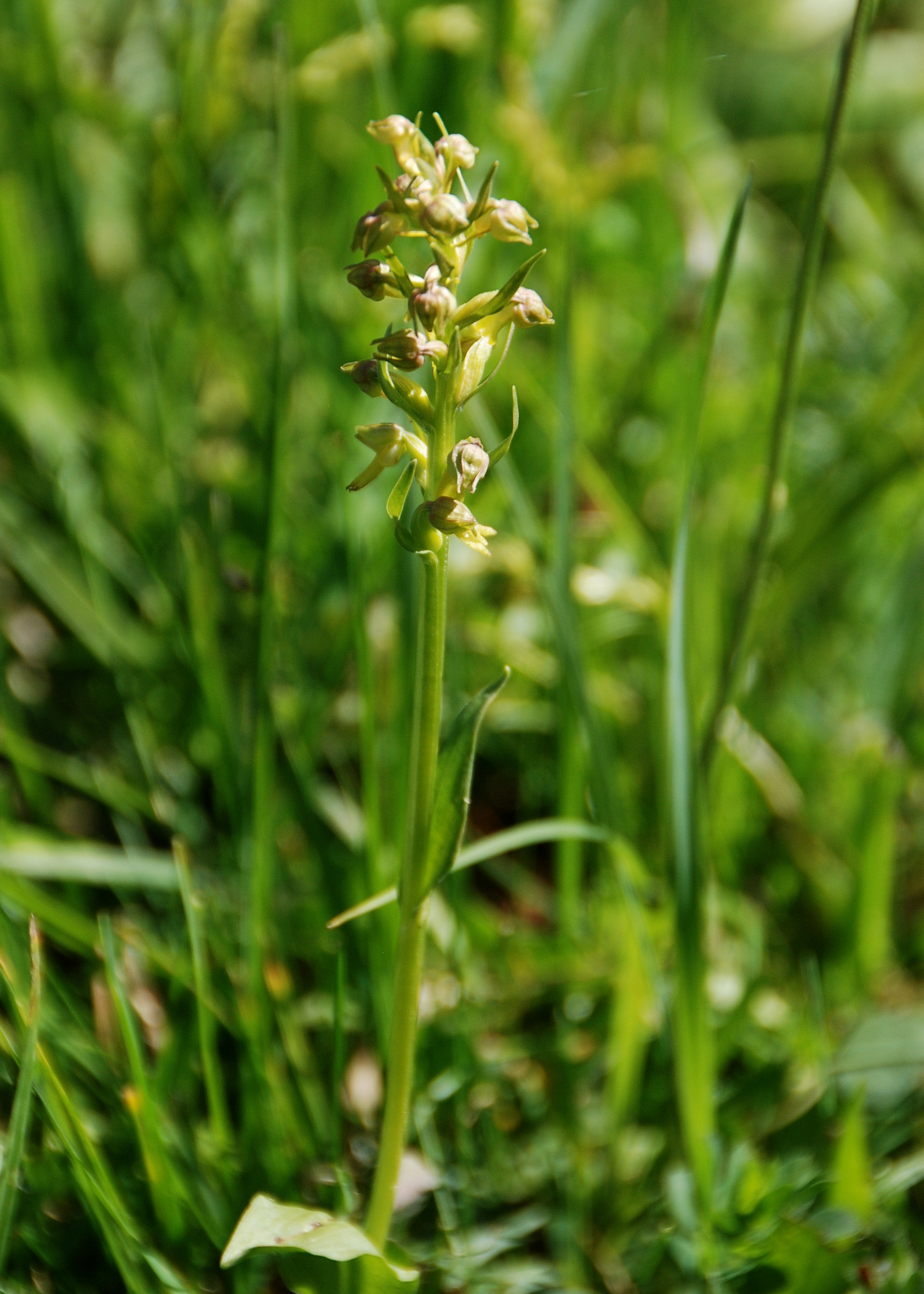 Lilienfeld_Orchideenwanderung Muckenkogel-11062017-(32).JPG