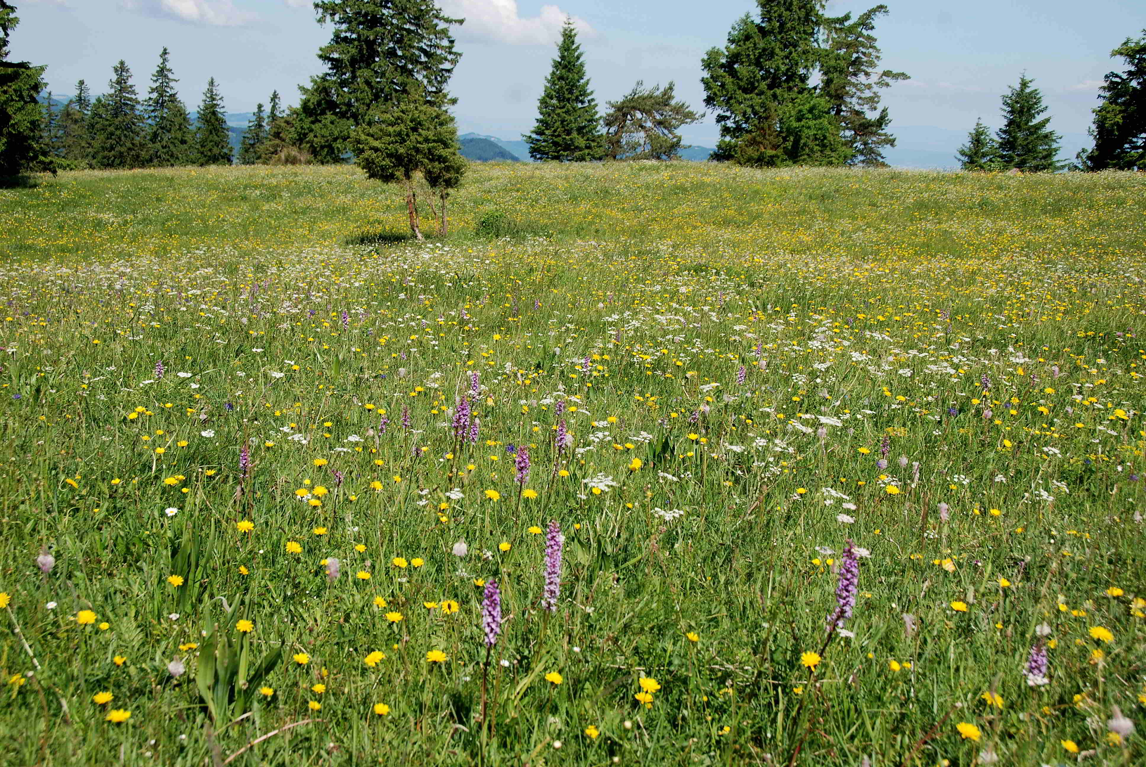 Lilienfeld_Orchideenwanderung Muckenkogel-11062017-(31).JPG