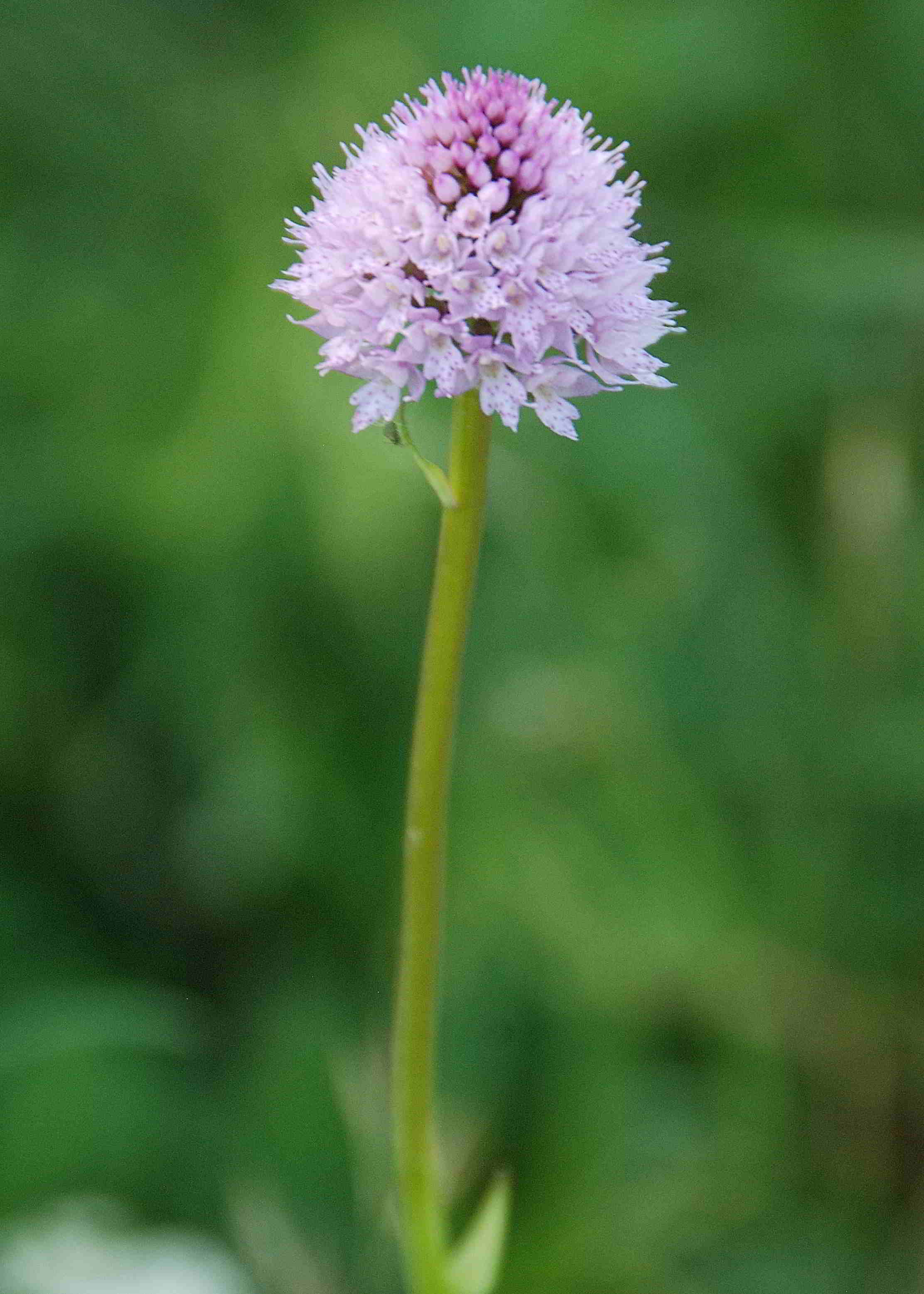 Lilienfeld_Orchideenwanderung Muckenkogel-11062017-(35).JPG